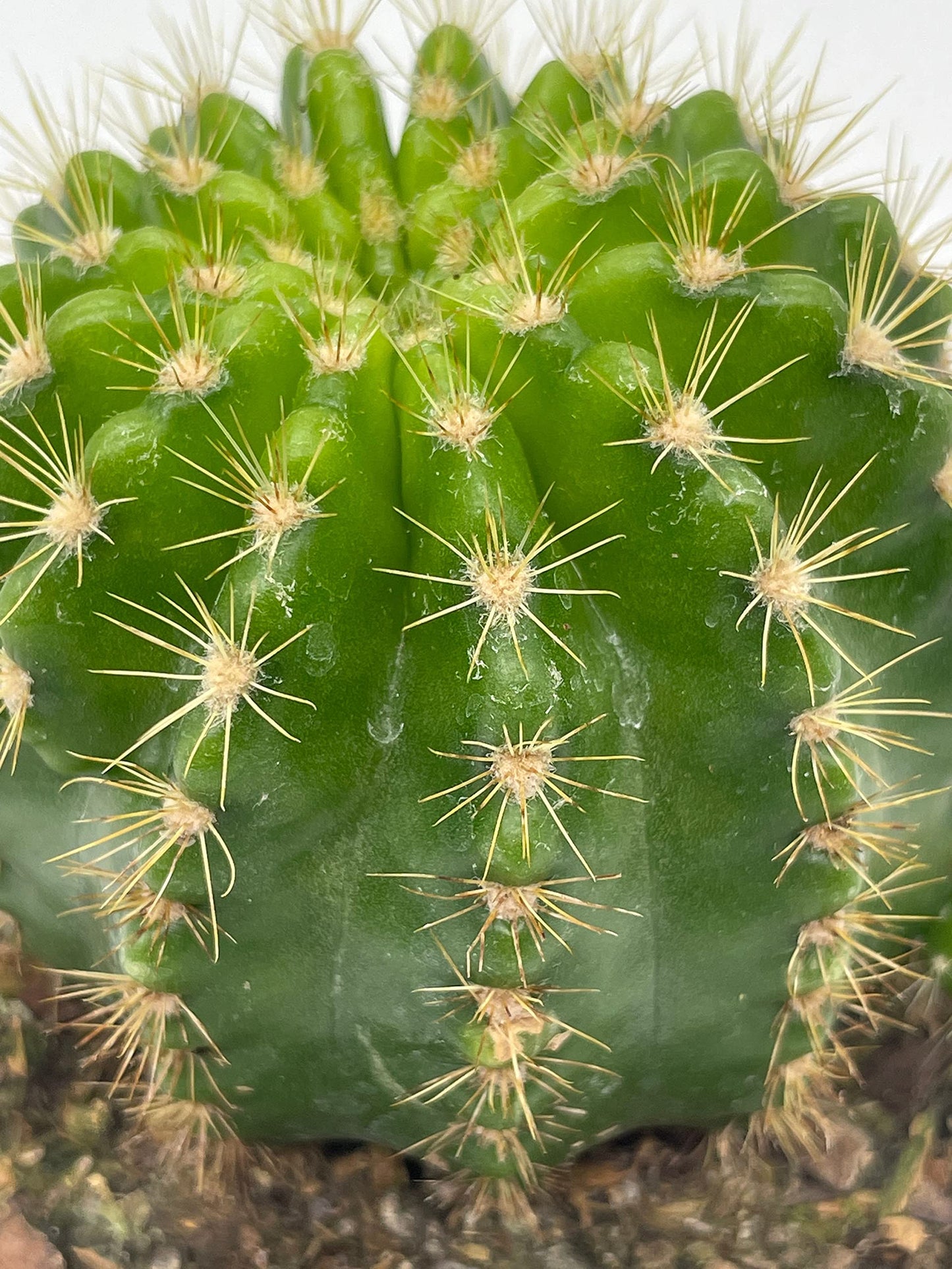 Lemon Barrel Cactus, 4 inch, Echinopsis Calochlora