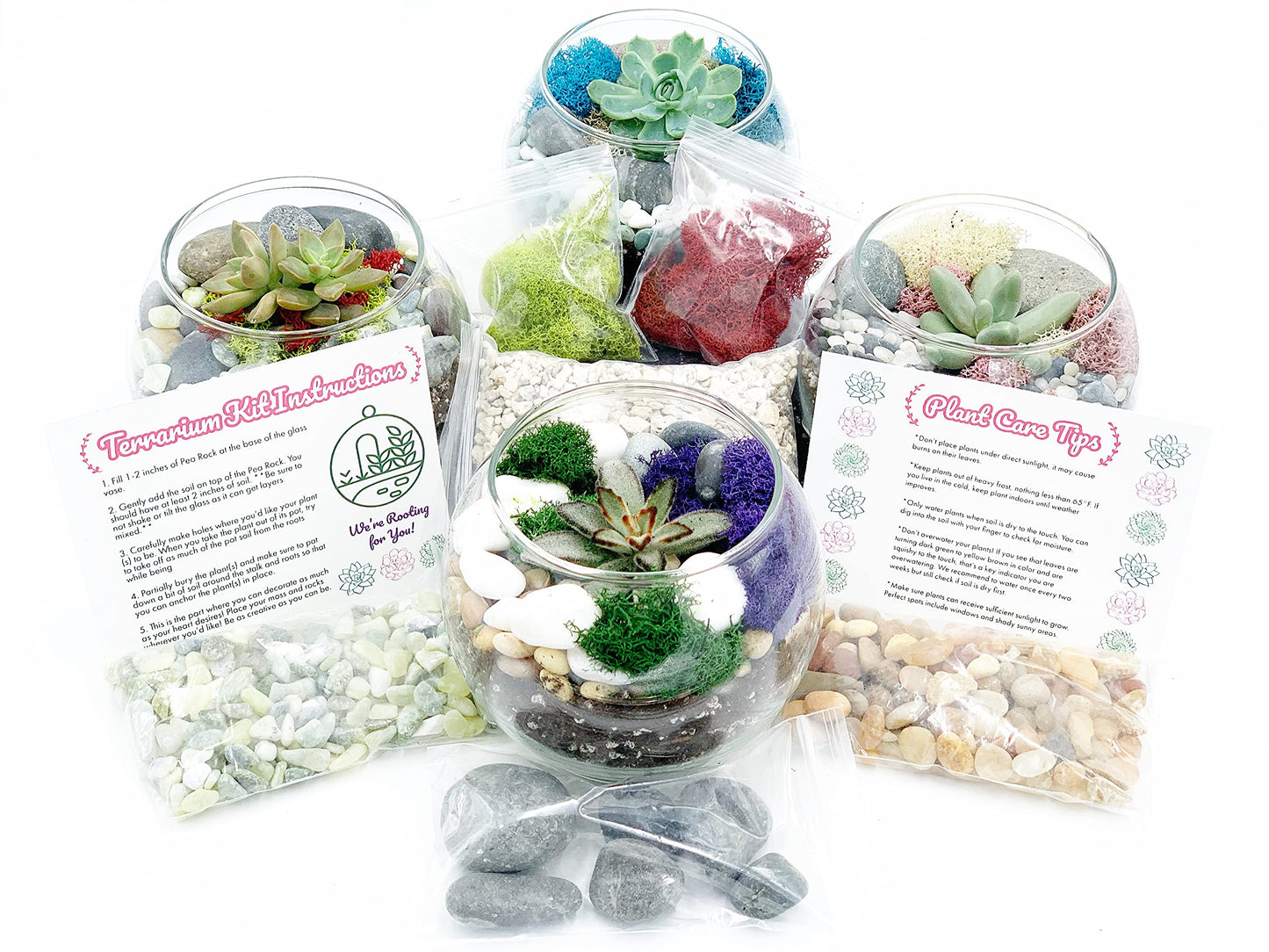 DIY Succulent Terrarium Gift Kit with Plants, Fairy Garden Kit with Reindeer Moss (Terrarium Kit Without Succulents)