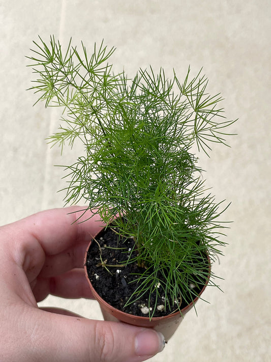 Sprenger's Asparagus Fern, Asparagus densiflorus setaceus, Limited, in a 2 inch Pot Super Cute