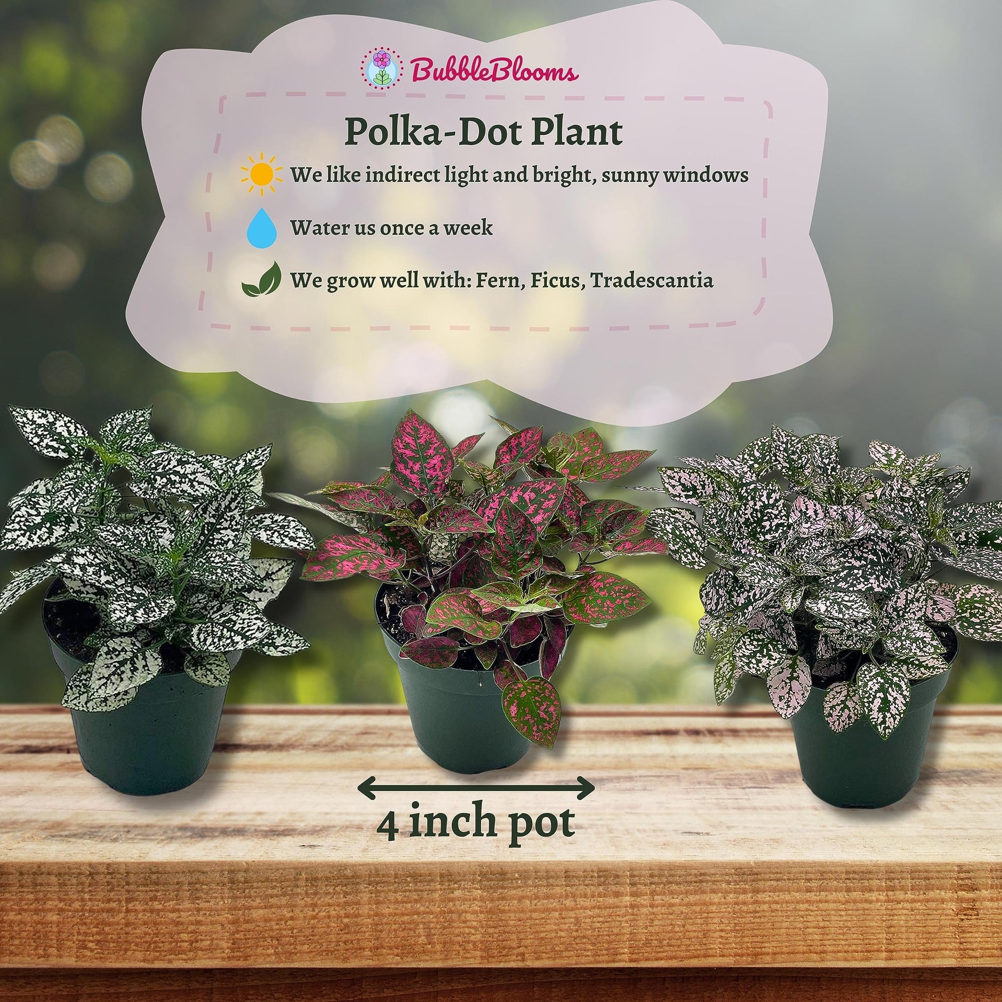 polka dot plant indoor BubbleBlooms Polka Dot Plant Assortment in a 4 inch Pot Hypoestes Phyl – Florida House Plants