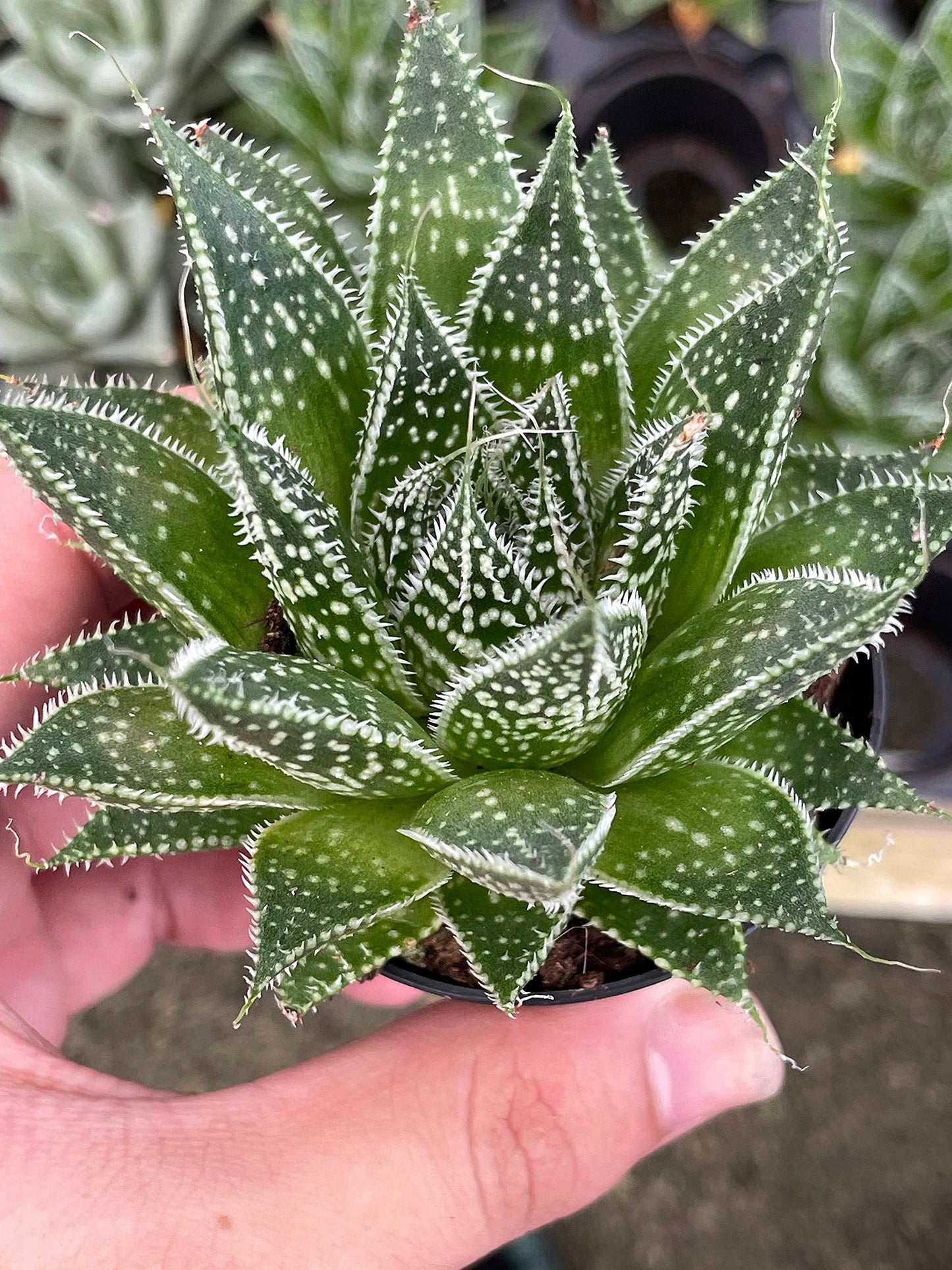 Variegated Aloe, Tiger Aloe, Aloe Variegata, White Spotted, Polka dot lace Aloe Stunning one of a Kind Limited Supply, in 2 inch Pot