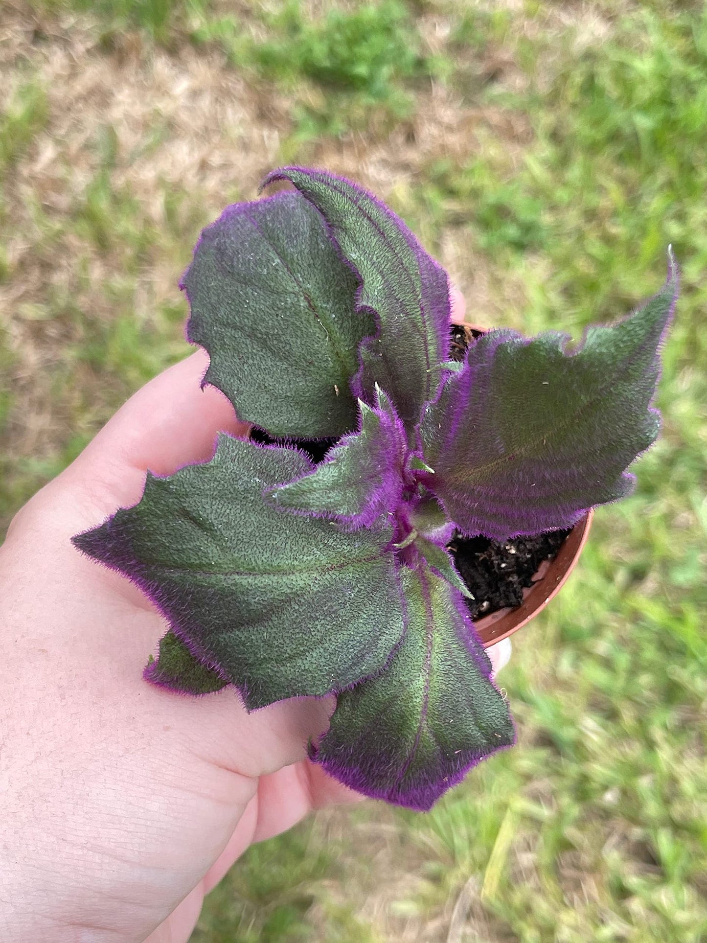 Velvetplant, Gynura aurantiaca, Purple Velvet Plant, Limited, in a 2 inch Pot Super Cute