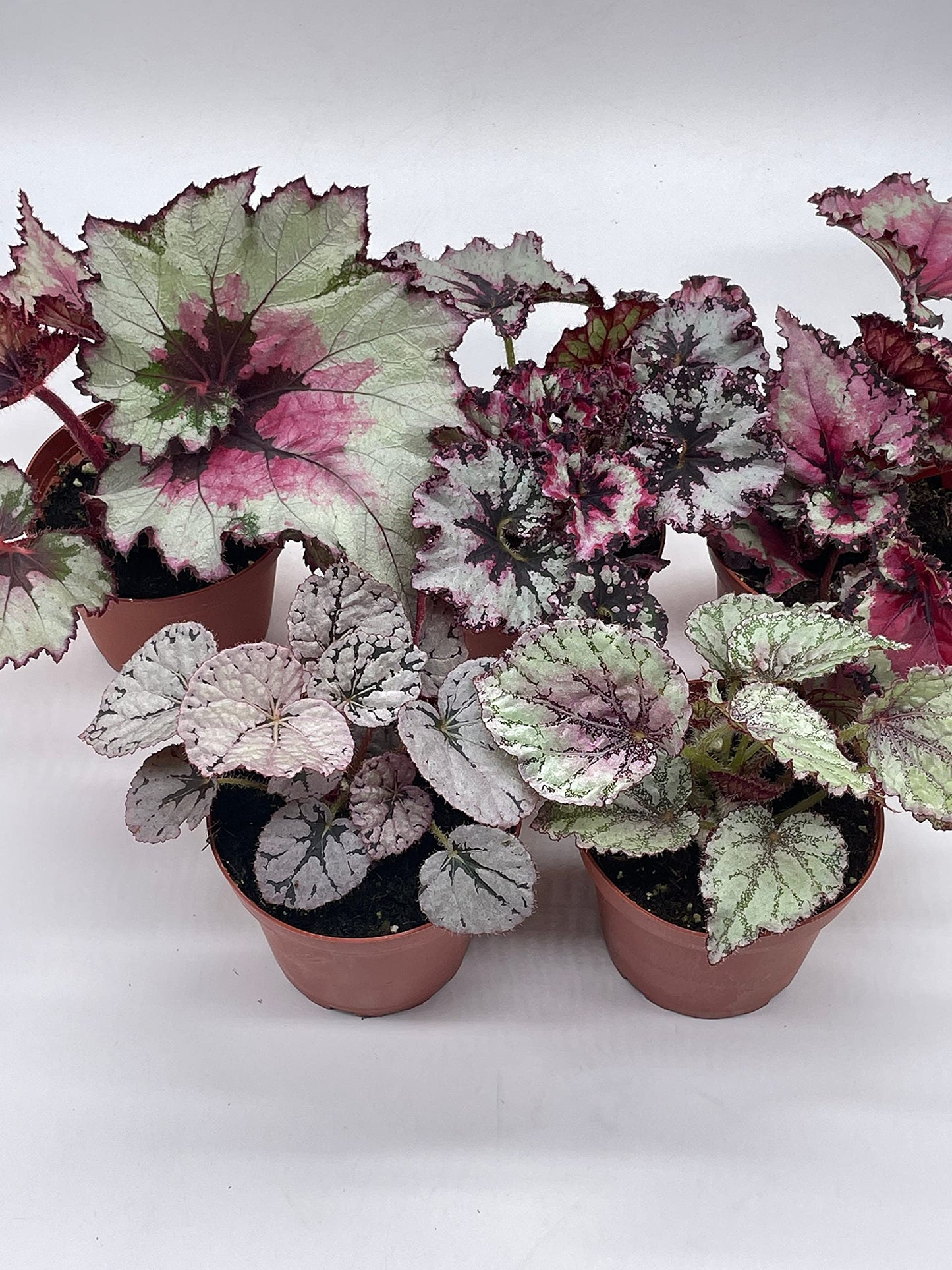 BubbleBlooms Harmony's Begonia Rex Assortment, Cold Pastel Winter, 4 inch, Set of 5, Painted-Leaf Begonia, Unique Homegrown Exclusive, Variegated