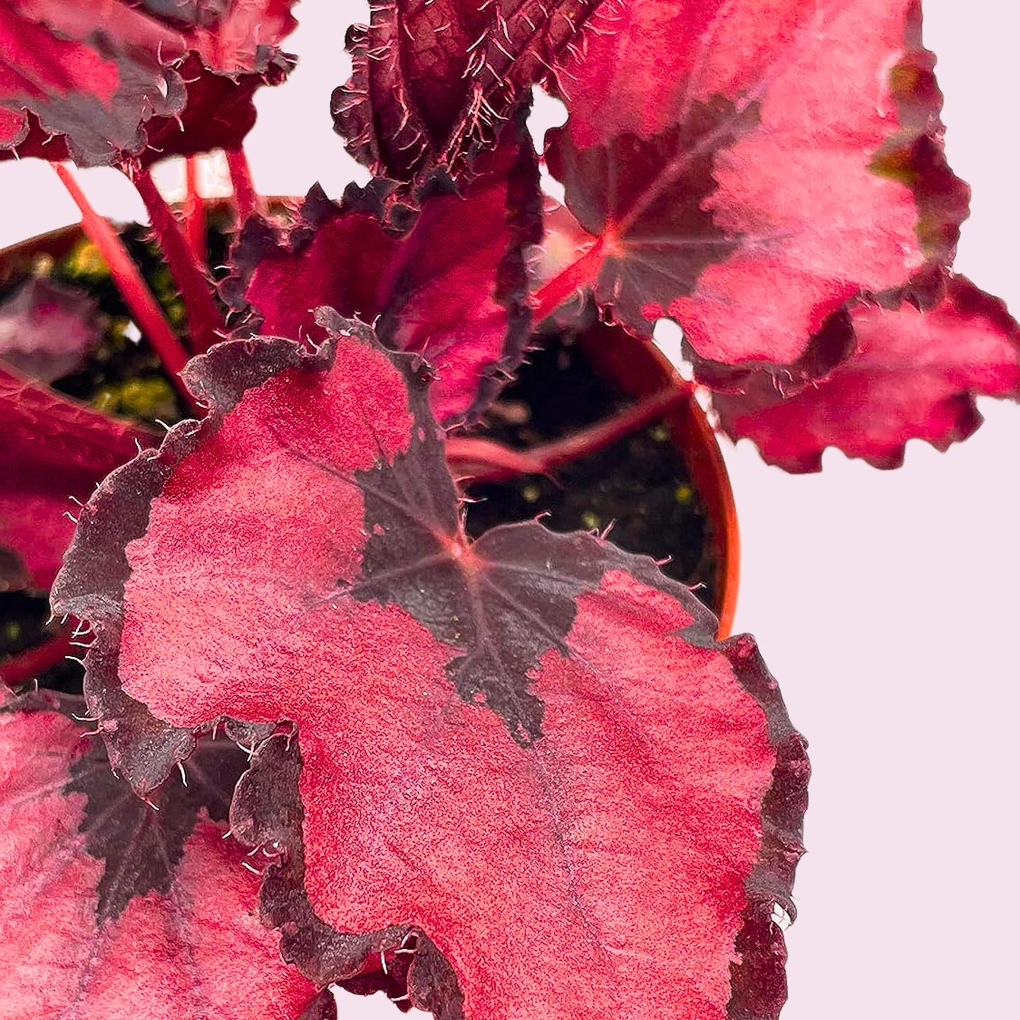 BubbleBlooms Harmony's Red Robin, Begonia Rex, Dark 4 inch Painted-Leaf Begonia, Unique Homegrown Exclusive, Variegated