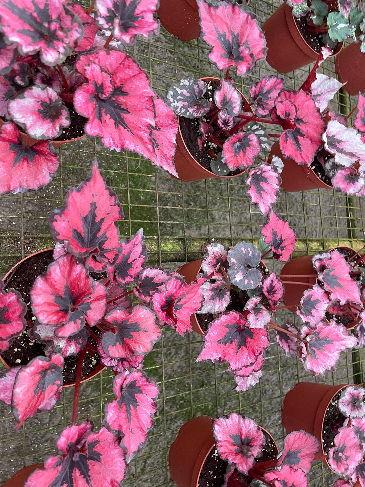 Harmony's Curly Red Robin, in a 6 inch Pot, Begonia rex