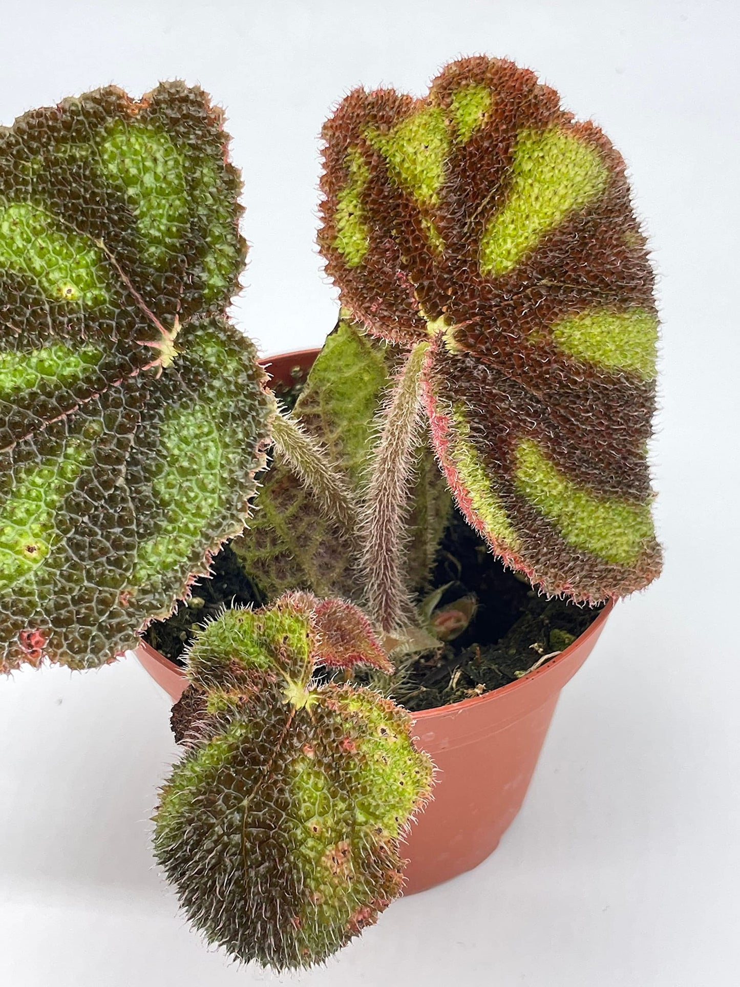 BubbleBlooms Harmony's Begonia Masoniana Variegata, 4 inch, Very Rare Homegrown Exclusive Unique Variegated Begonia