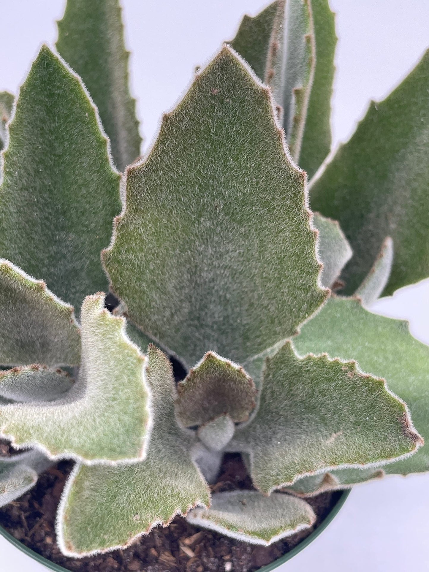 Kalanchoe Beharensis, 4 inch, Donkey Ears, Drake Donkey's Ear Succulent