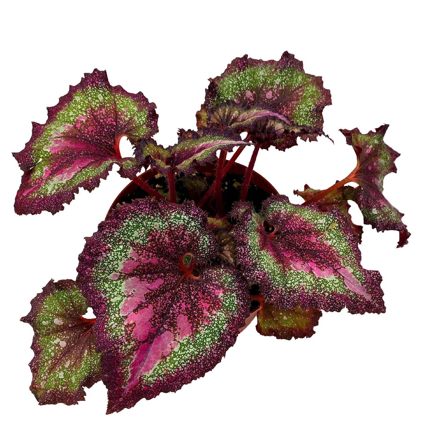 Harmony's BubbleBlooms Love Potion Begonia, Variegated Begonia Rex in 6 inch Pot