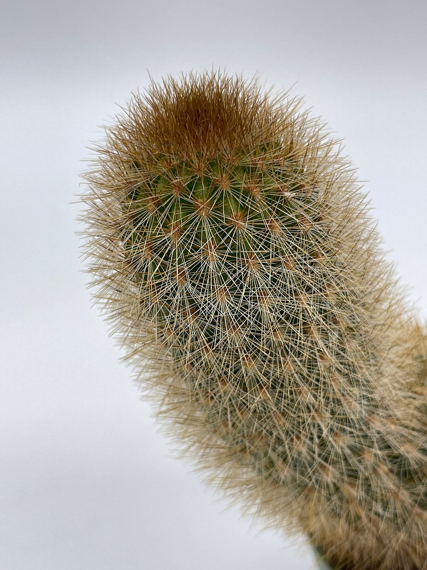 Echinopsis Tarijensis, Texas Rainbow Cactus, echinocereus dasyacanthus, Wooly, Rare Cactus, 4 inch Pot, Well Rooted