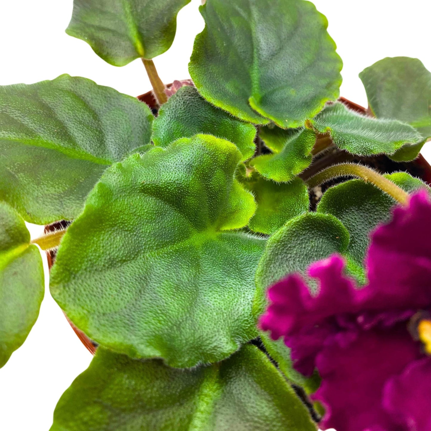 Harmony Foliage VaT Dark Wine African Violet Saintpaulia 4 inch