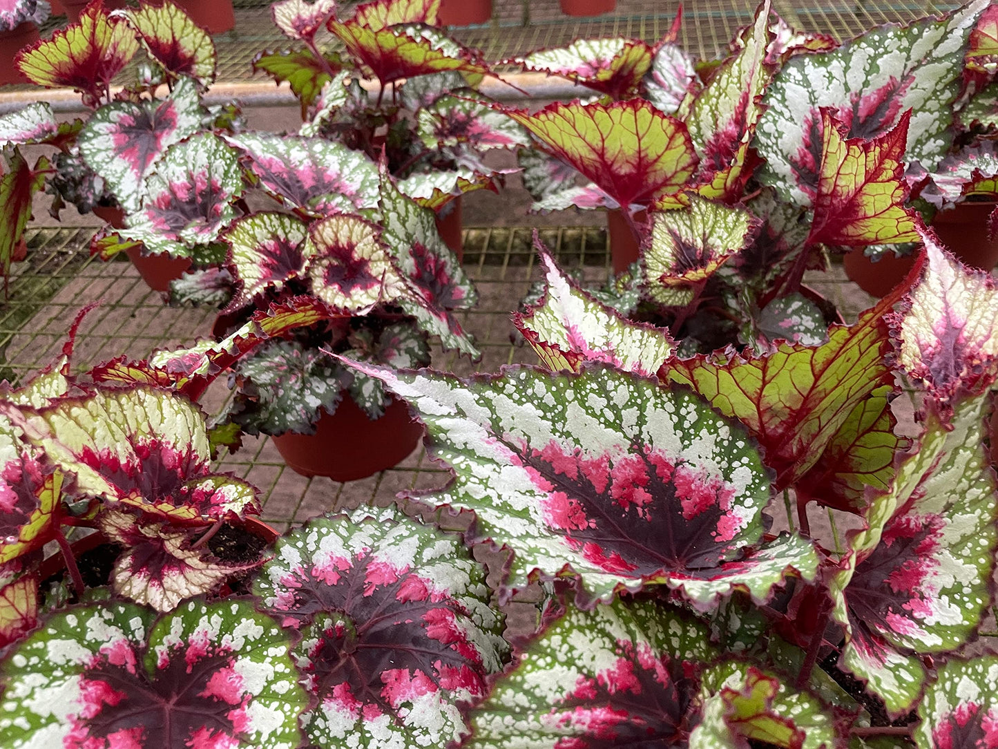 Harmony's First Kiss, in a 6 inch Pot,  Begonia rex