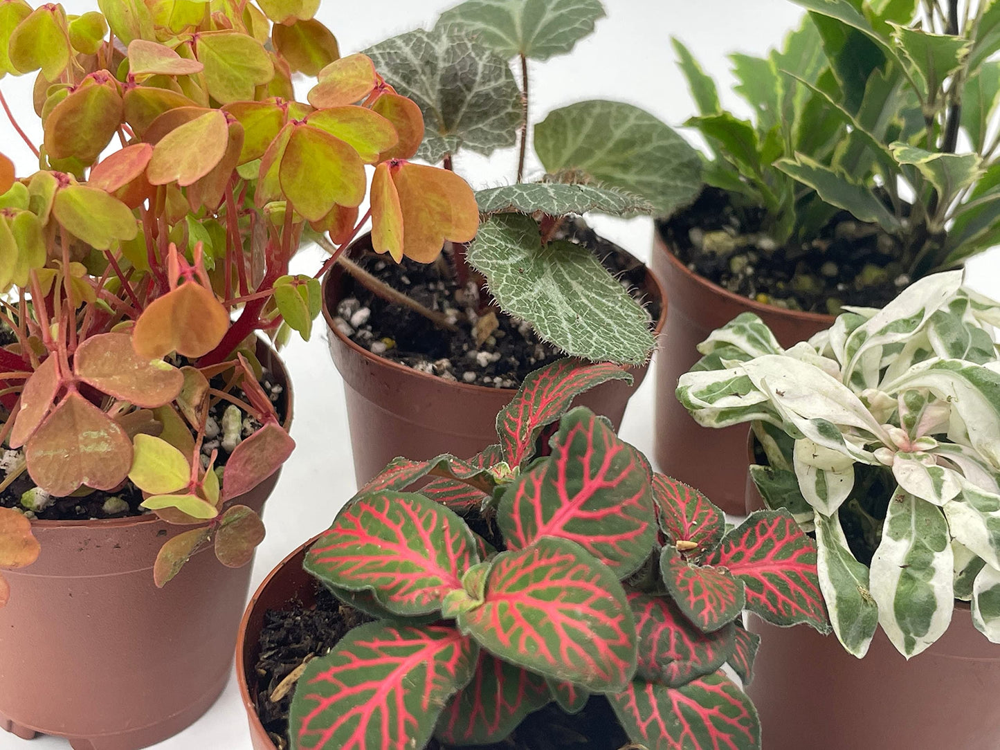 Premium Foliage Assortment, Colorful Fern Set, Growers Choice, Always Random, Tiny Mini Pixie Plant in 2 inch pots