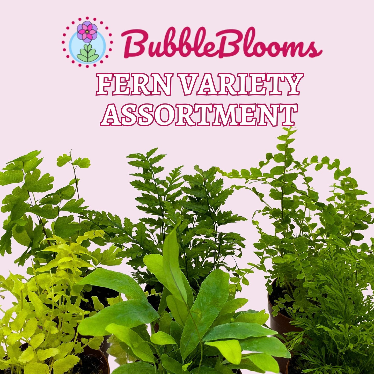 BubbleBlooms Fern Variety Assortment, 6 Different Ferns in 2 inch pots Tiny Mini Pixie Plants