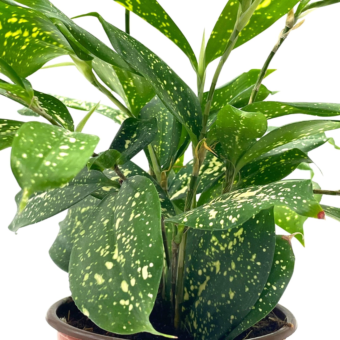 Dracaena Surculosa, 4 inch, Gold dust, Japanese Bamboo, Spotted Leaf