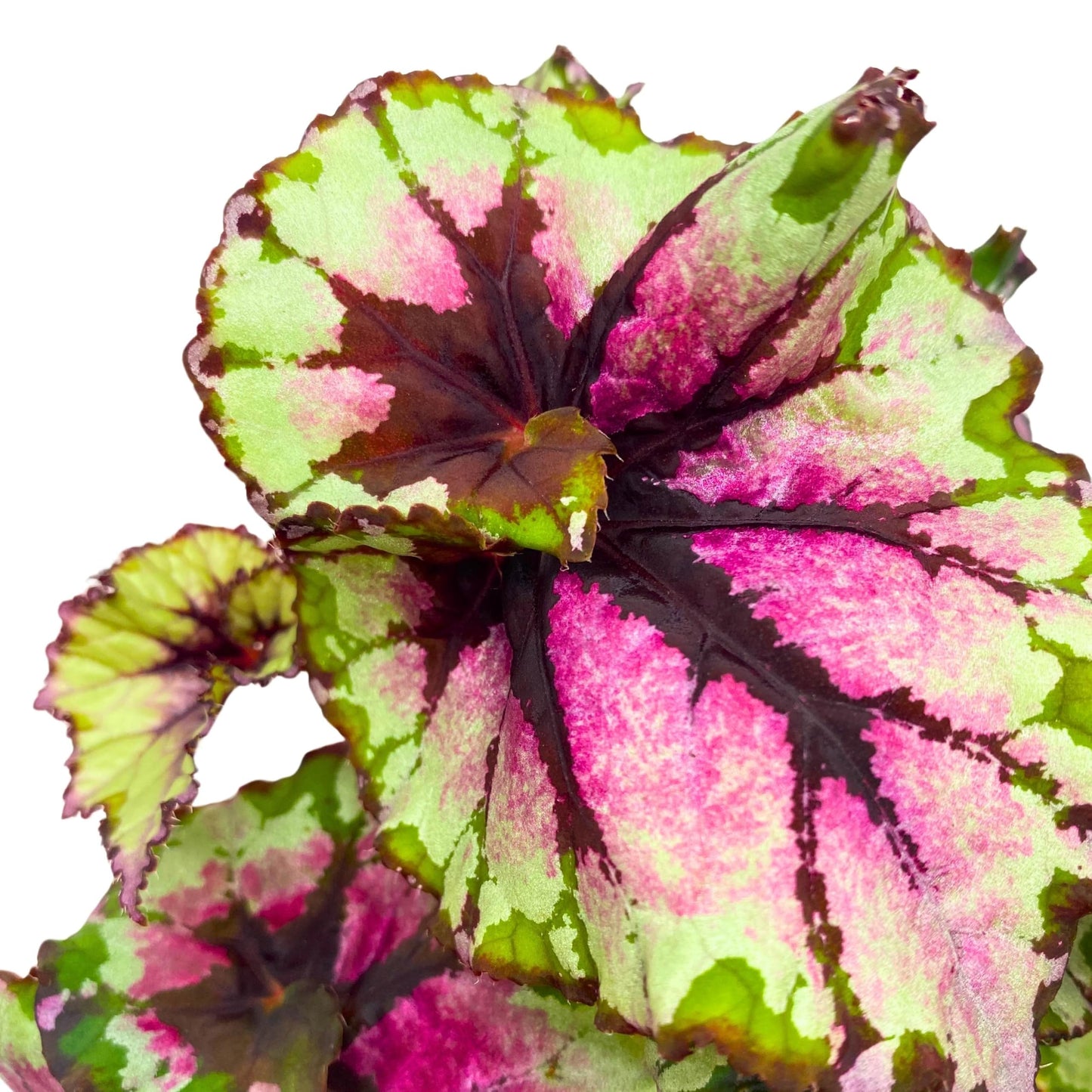 Harmony Foliage Begonia Rex Ballroom 4 inch