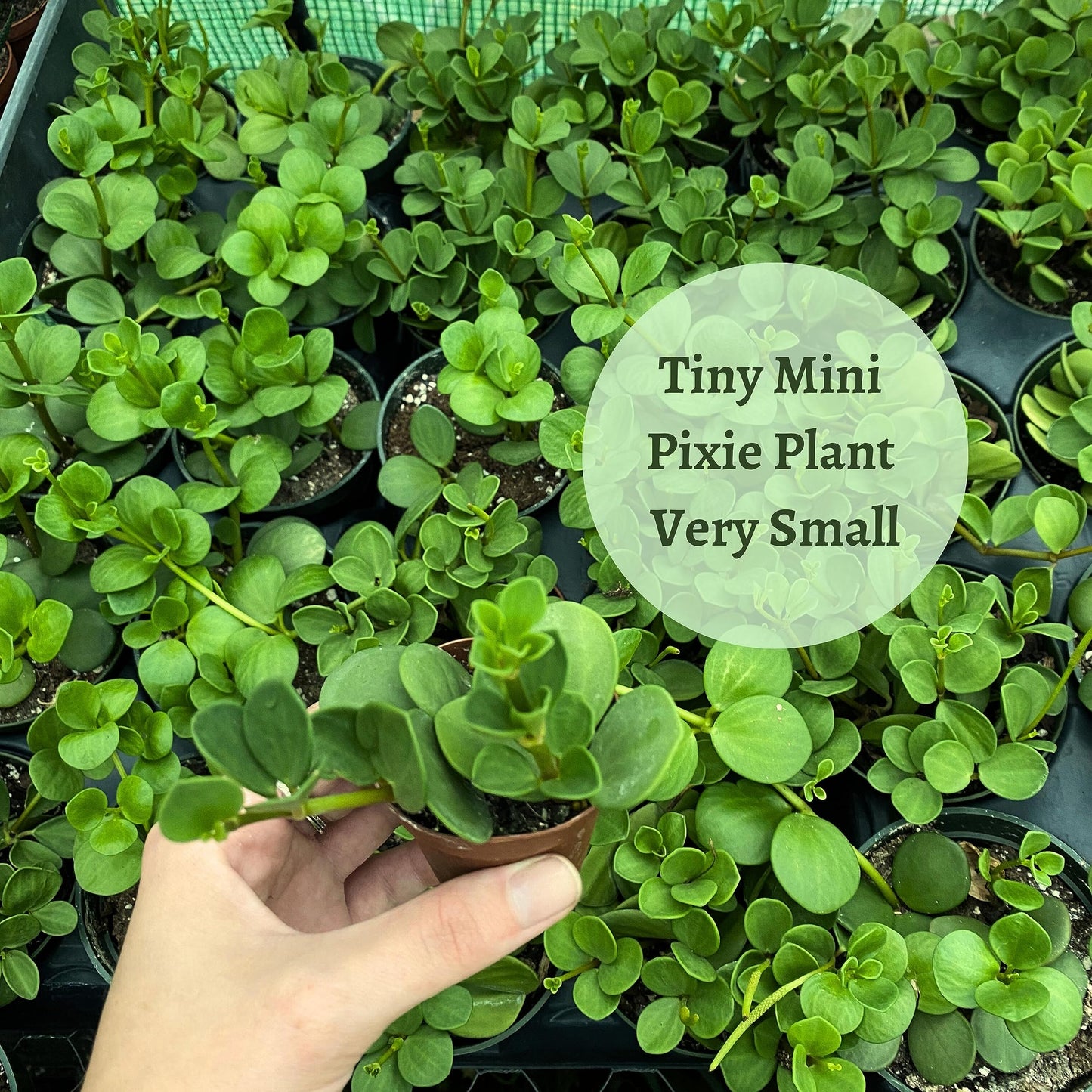 Peperomia Hope, 2 inch, Trailing Jade peperomia rotundifolia Tiny Mini Pixie Plant