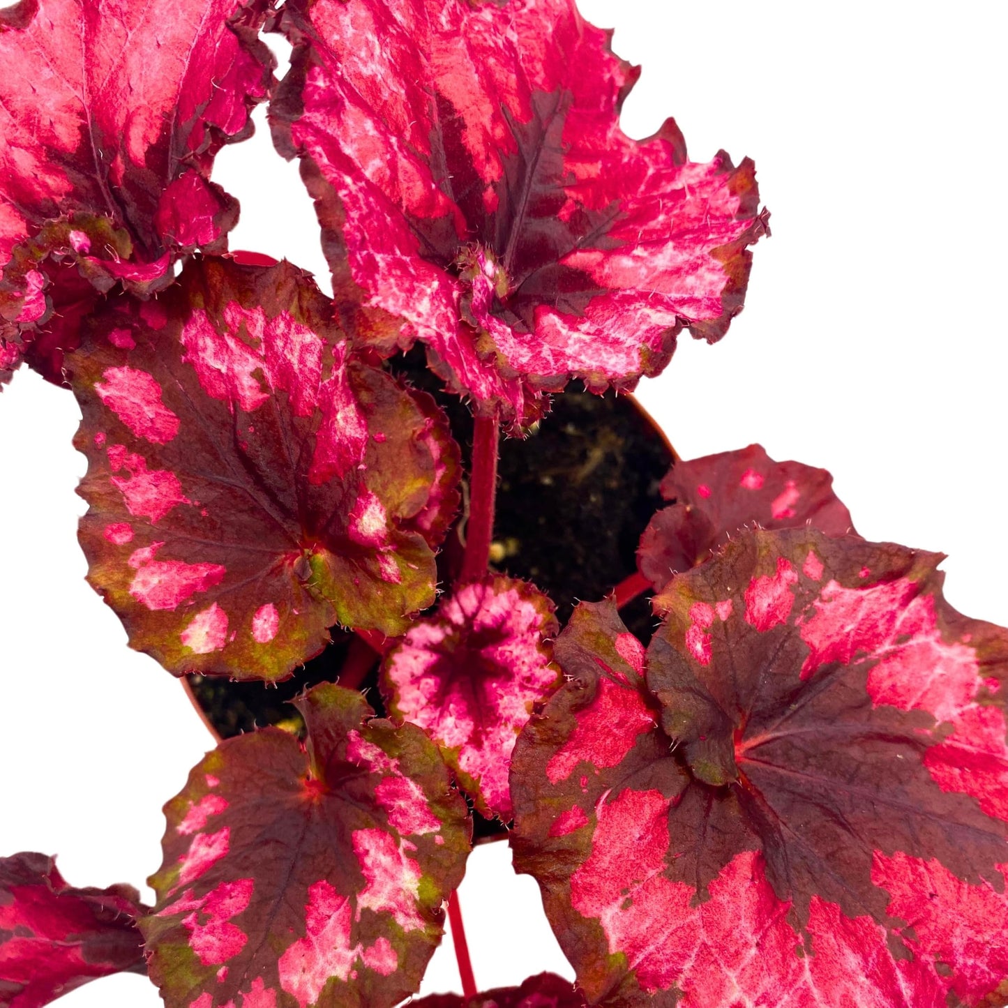 Harmony Foliage Begonia Rex Harmony's Cherry Blossom 6 inch