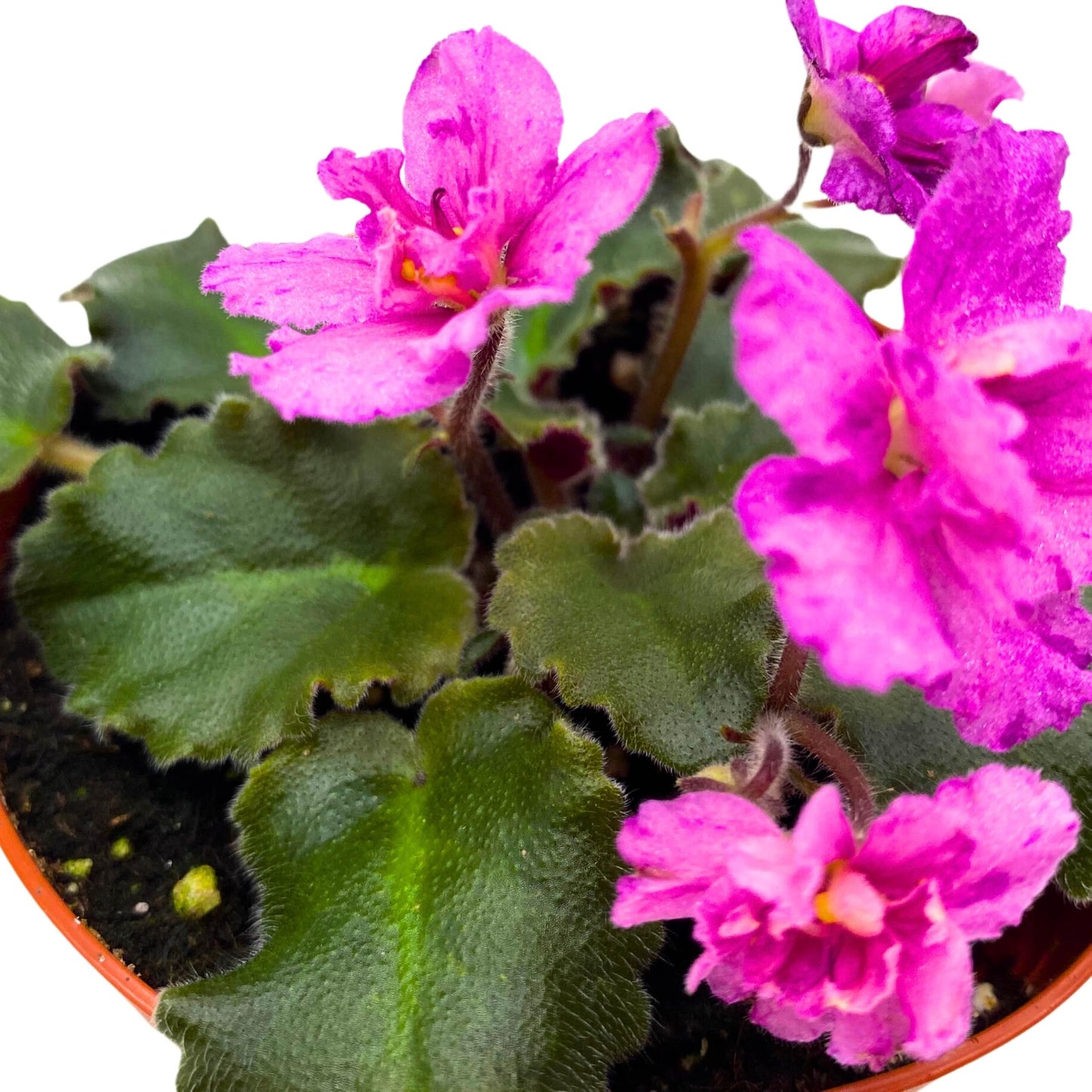 Harmony Foliage Ness Fantasy Gold African Violet Saintpaulia 4 inch