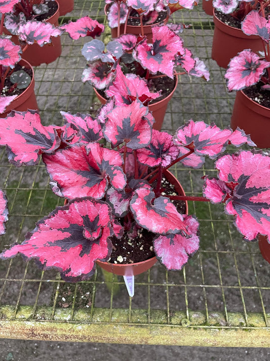 Harmony's Curly Red Robin, in a 6 inch Pot, Begonia rex