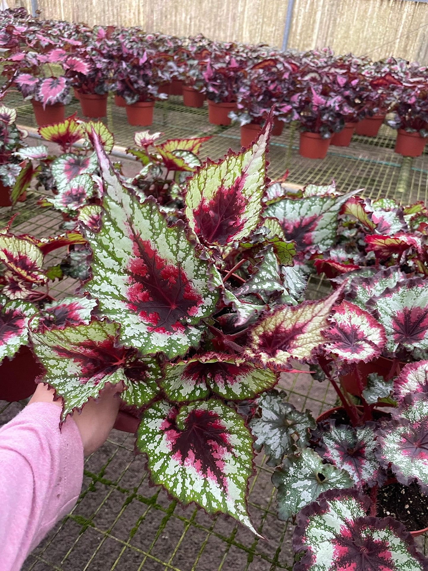 Harmony's First Kiss, in a 6 inch Pot,  Begonia rex