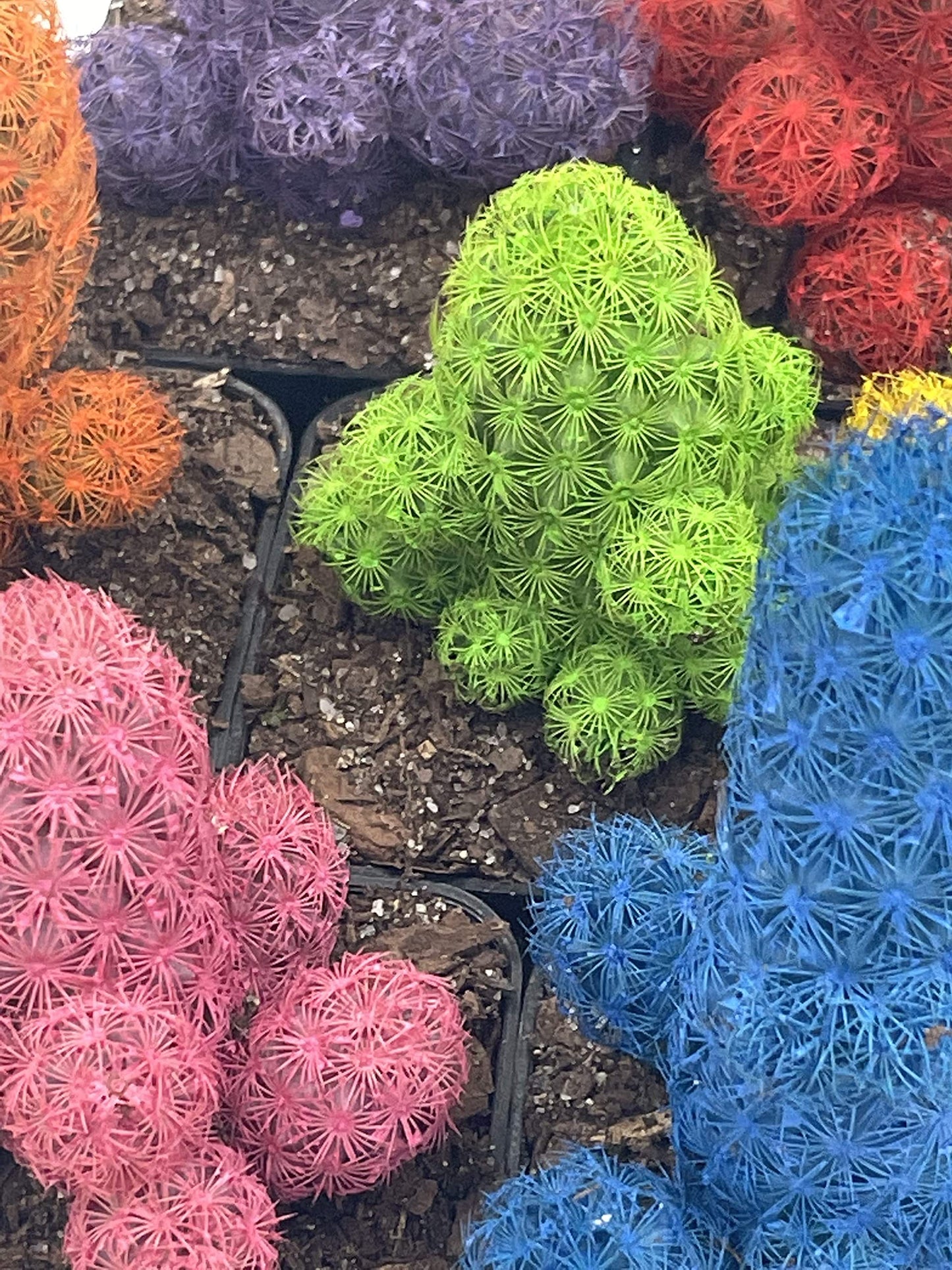 Colored Cactus/Desert Gem/Painted Dyed Blue/Red/Purple/Yellow/Pink/Green, Orange Cactus Rainbow Cactus (Yellow)