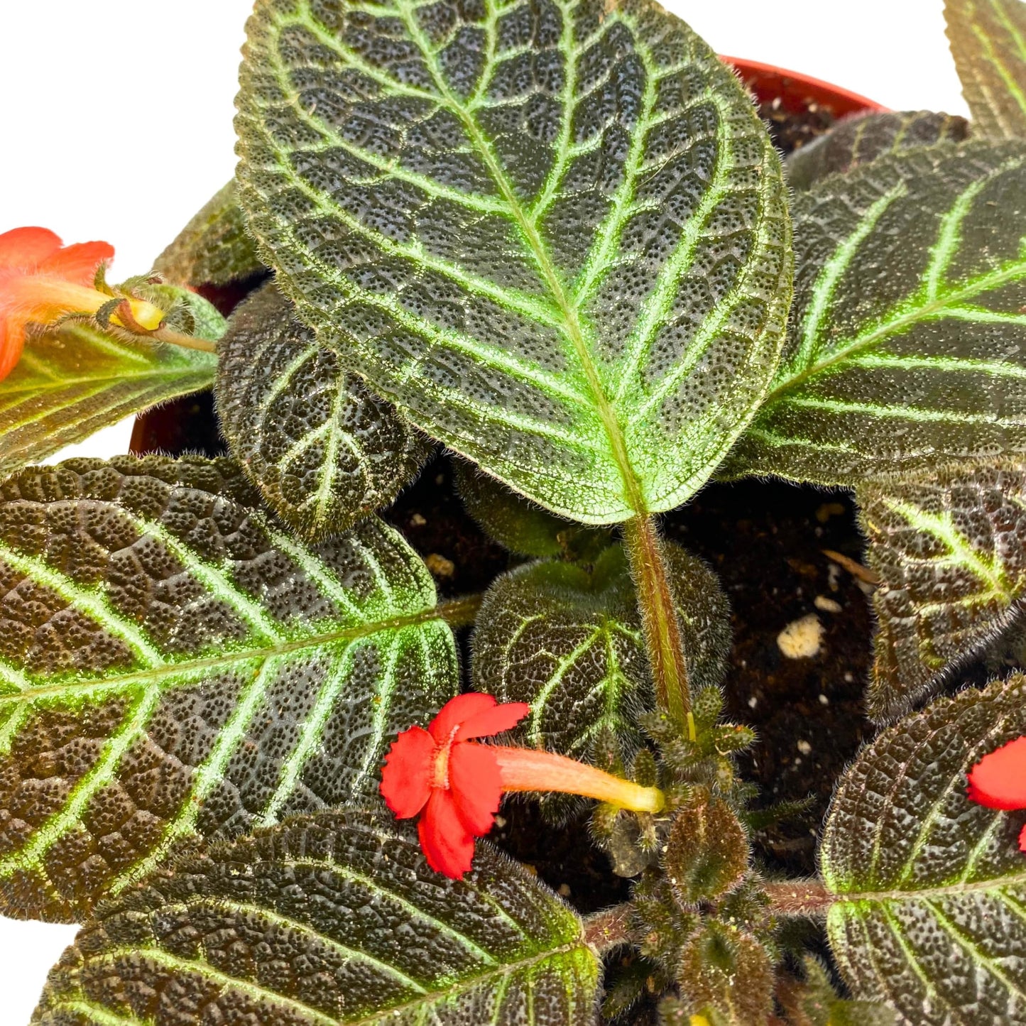 Harmony Foliage Episcia Longwood Gardens Flame Violet 6 inch