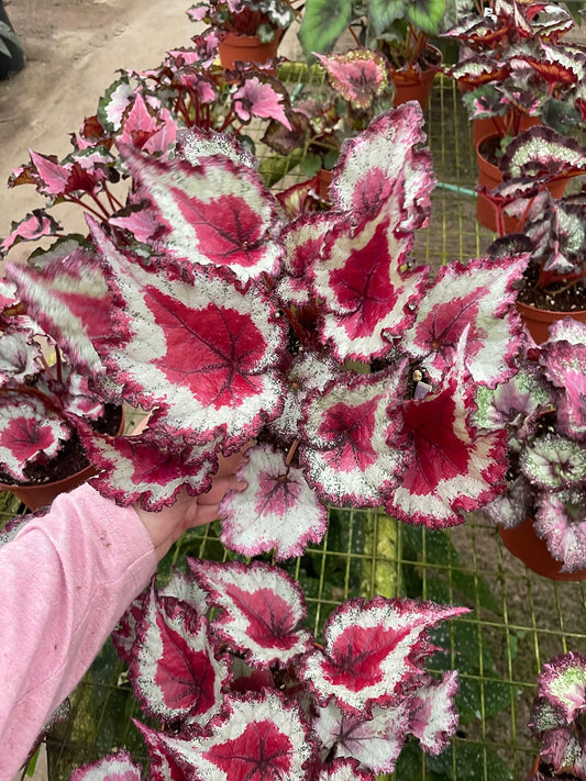 Harmony's Raspberry Beret, in a 6 inch Pot,  Begonia rex