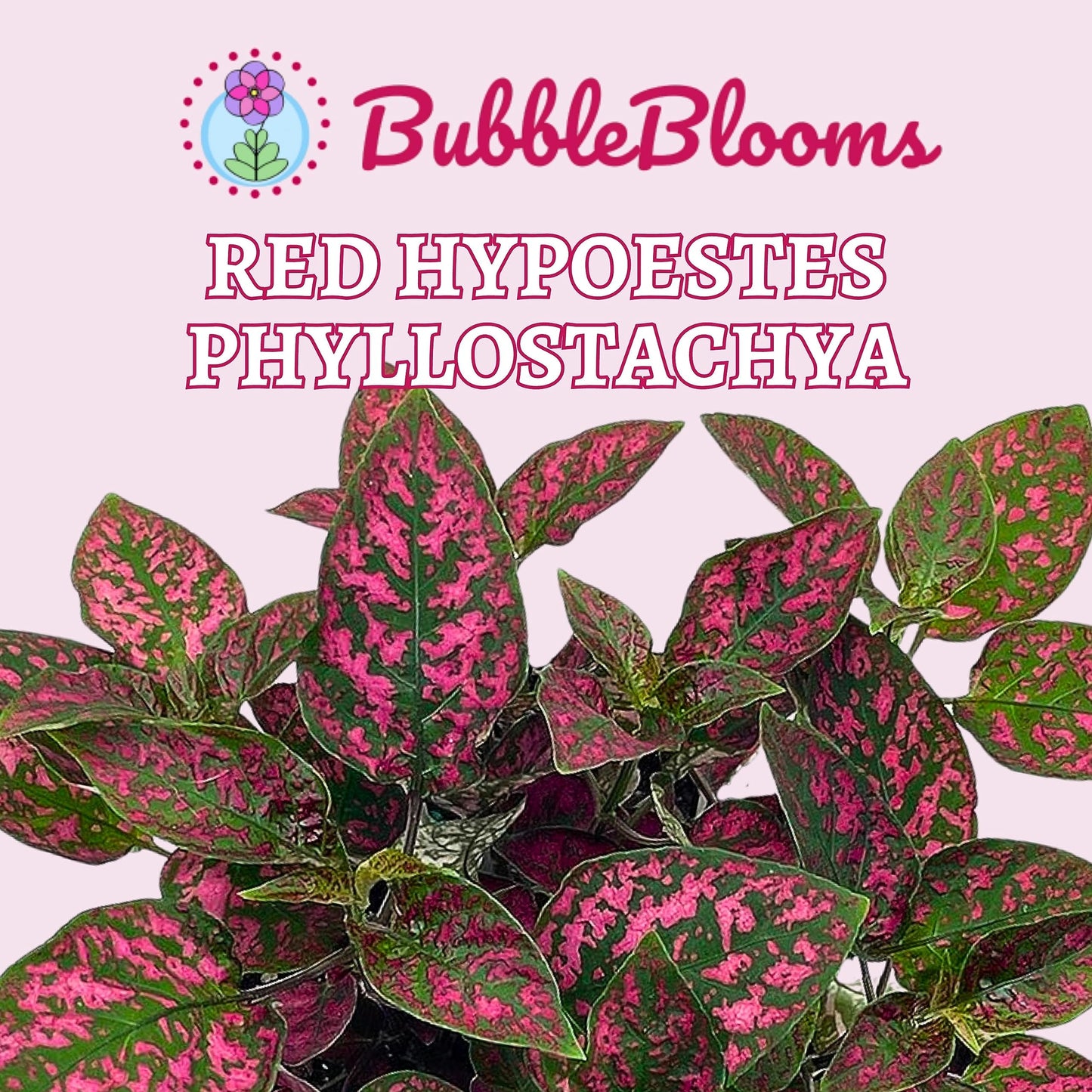 Red Hypoestes Phyllostachya, 4 inch, Polka Dot Flamingo Plant