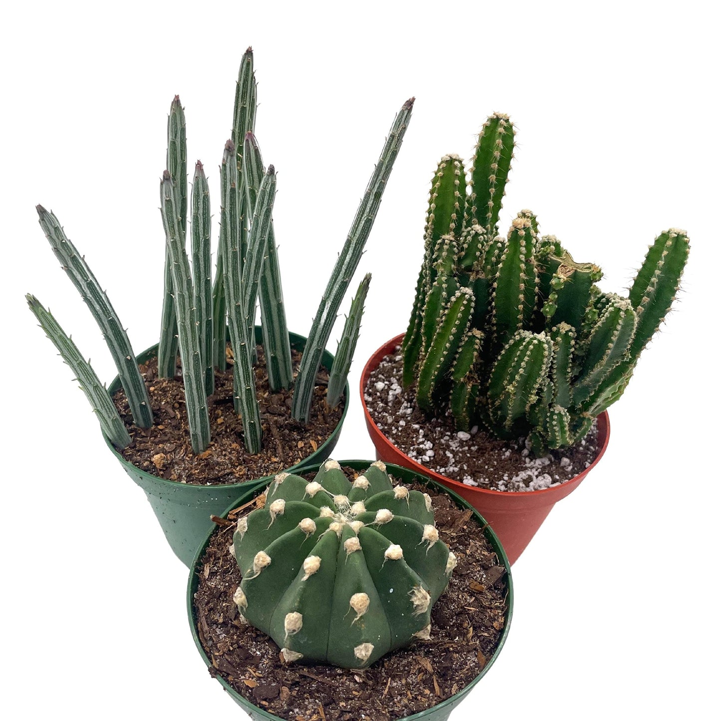 BubbleBlooms Cactus Assortment, 4 inch Set of 3, Best-Sellers Most Popular Cacti Variety