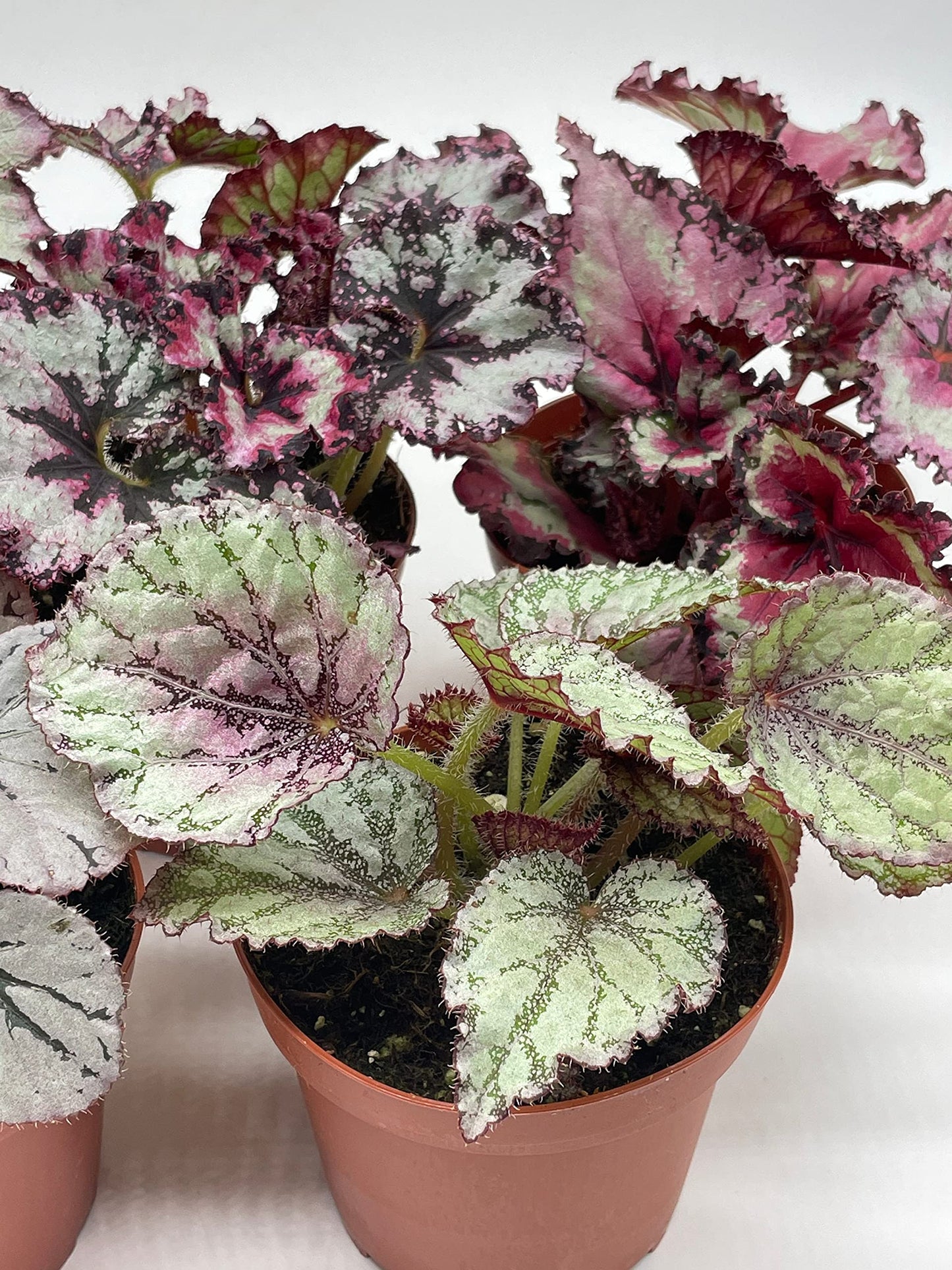 BubbleBlooms Harmony's Begonia Rex Assortment, Cold Pastel Winter, 4 inch, Set of 5, Painted-Leaf Begonia, Unique Homegrown Exclusive, Variegated