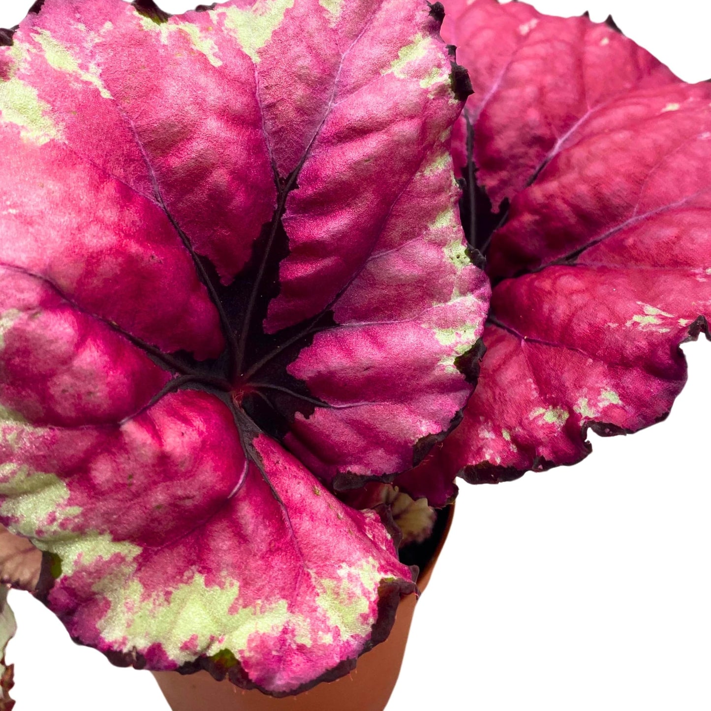 Harmony Foliage Begonia Rex Kotobugi 4 inch