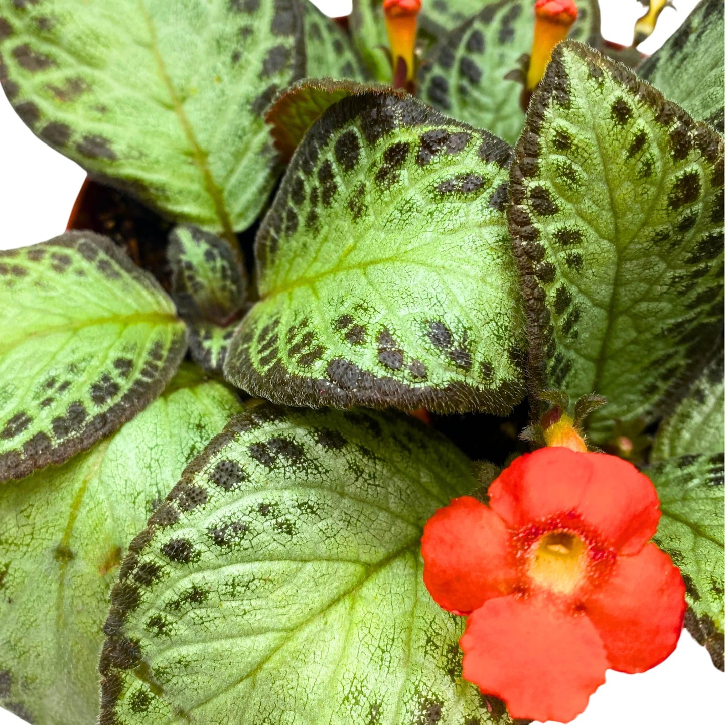 Harmony Foliage Episcia Silver Sheen Flame Violet 6 inch