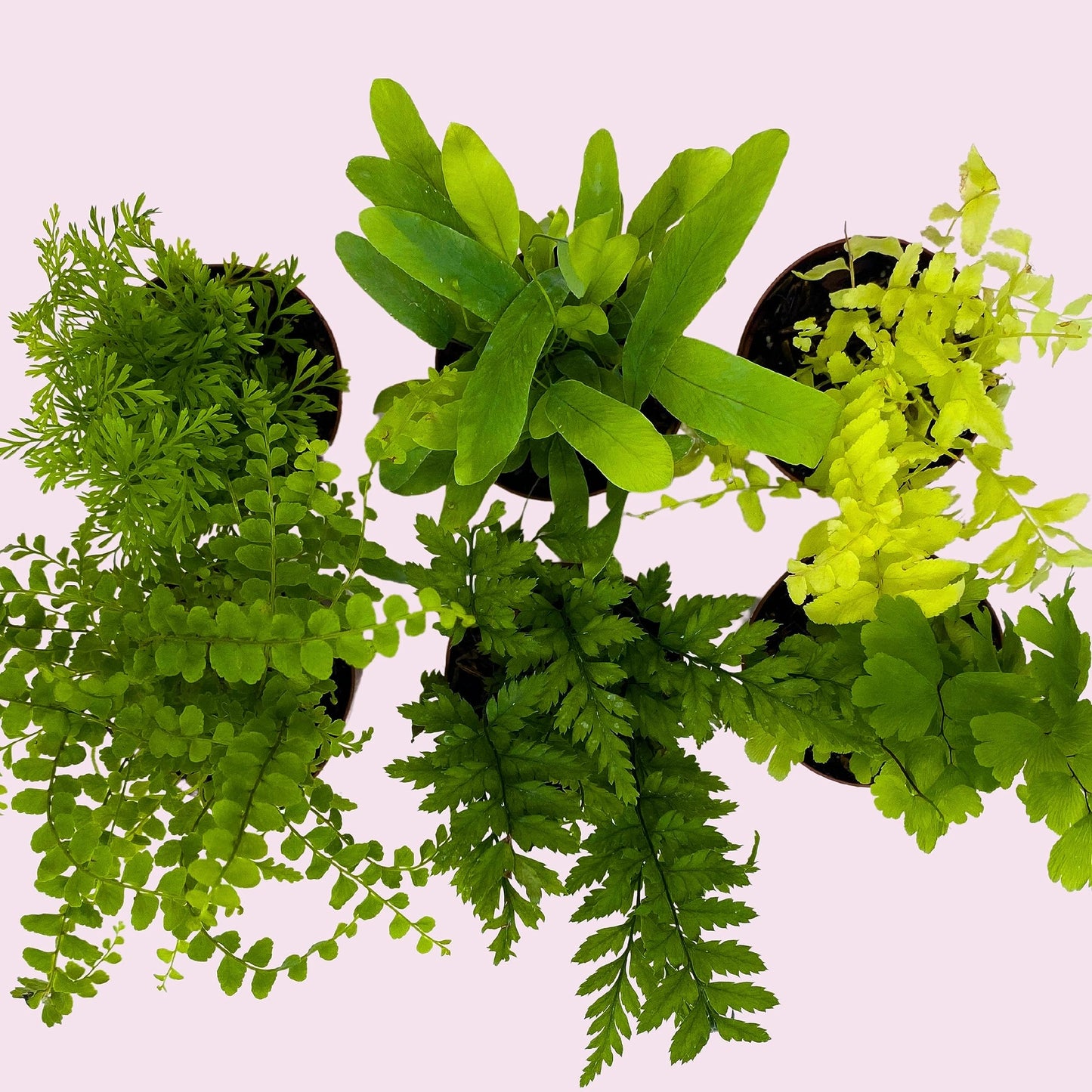 BubbleBlooms Fern Variety Assortment, 6 Different Ferns in 2 inch pots Tiny Mini Pixie Plants