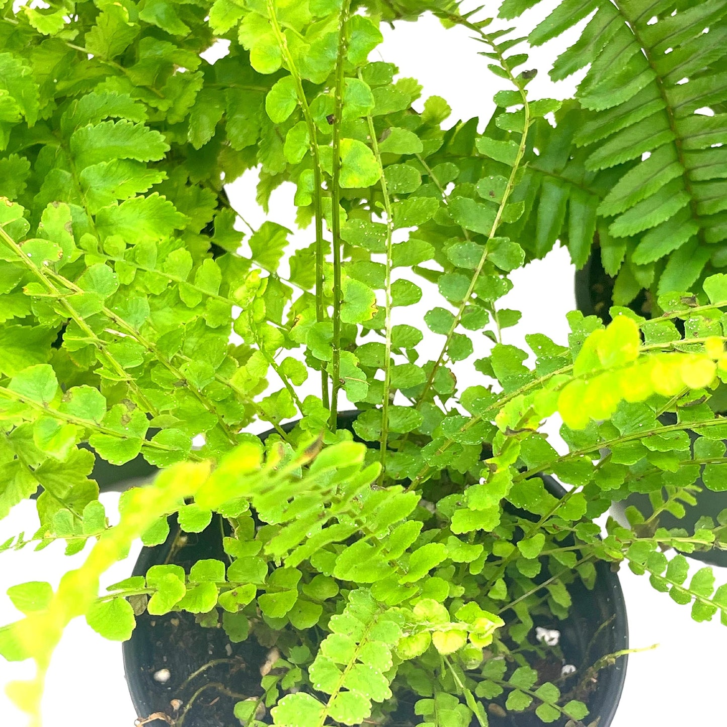 Boston Fern Assortment, 3 Different 4 inch Boston Ferns, Nephrolepis exaltata Variety Mix