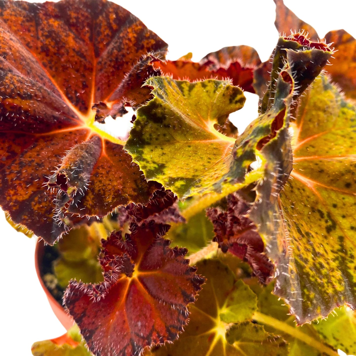 Harmony Foliage Begonia Peter Piper 6 inch Rhizomatous