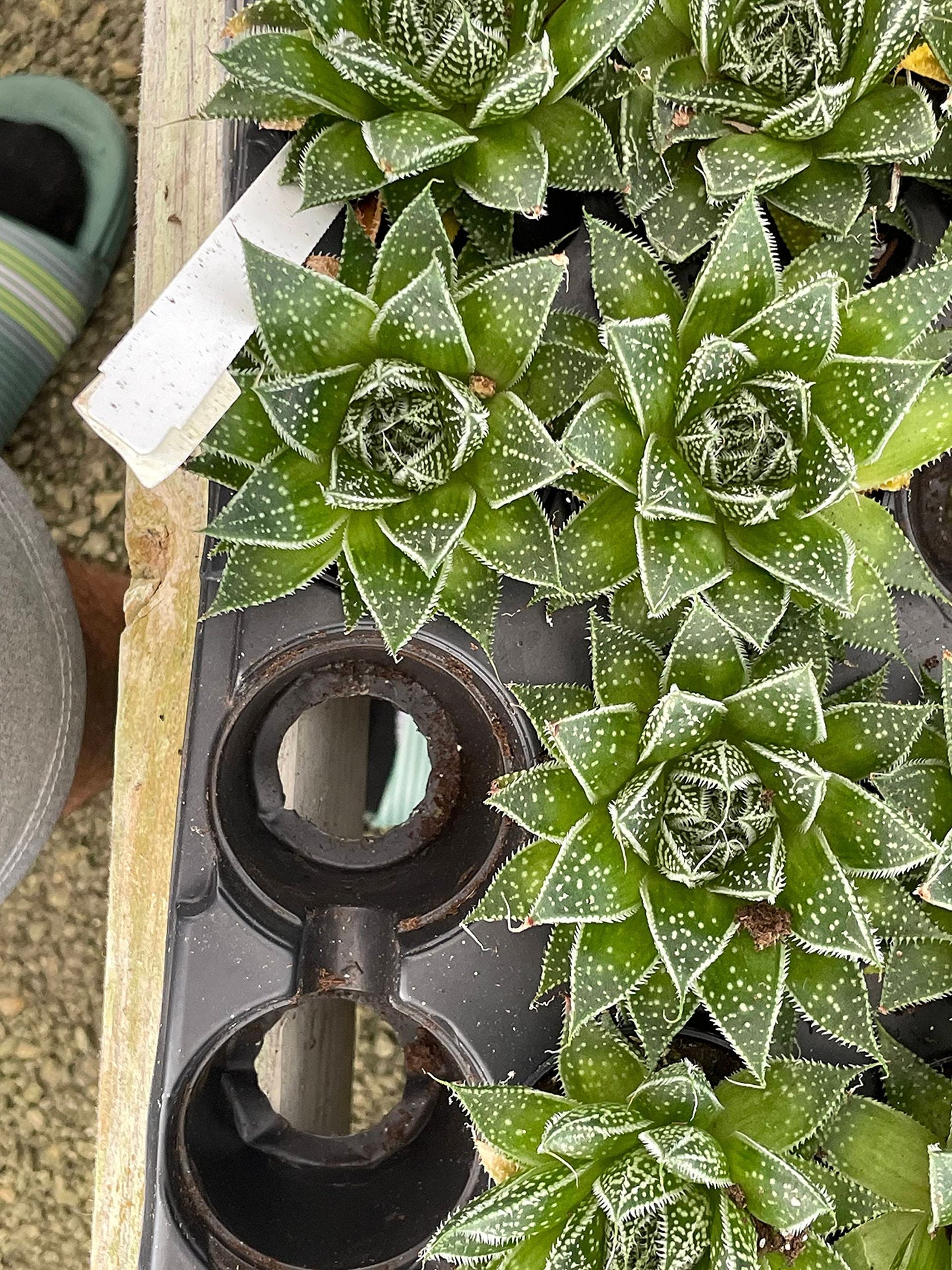 Variegated Aloe, Tiger Aloe, Aloe Variegata, White Spotted, Polka dot lace Aloe Stunning one of a Kind Limited Supply, in 2 inch Pot