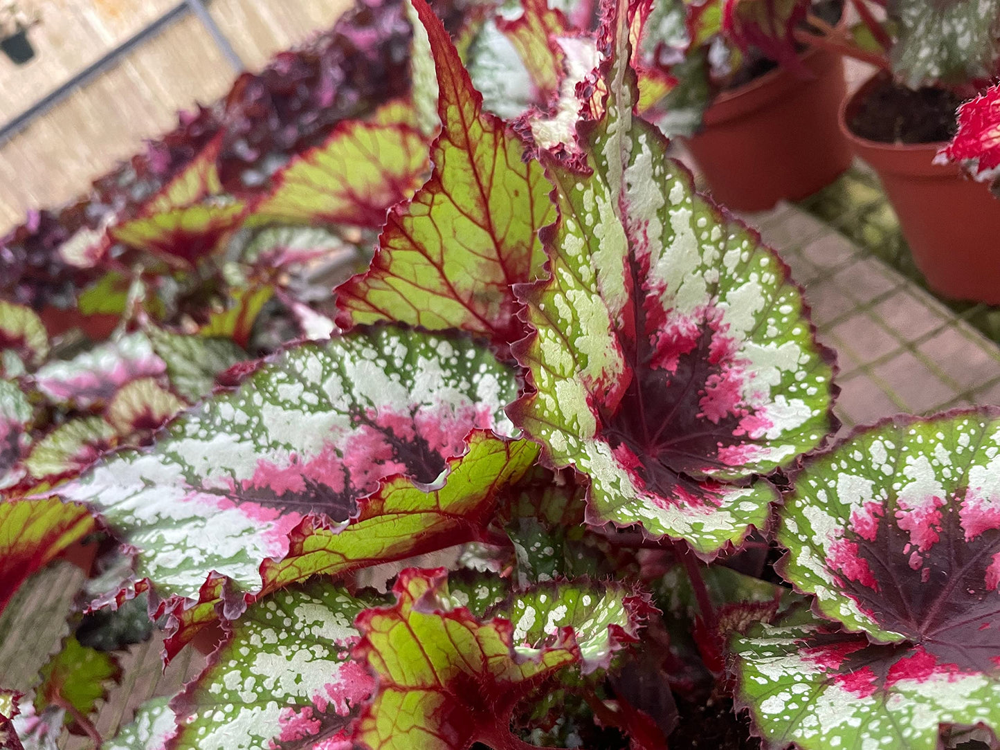 Harmony's First Kiss, in a 6 inch Pot,  Begonia rex