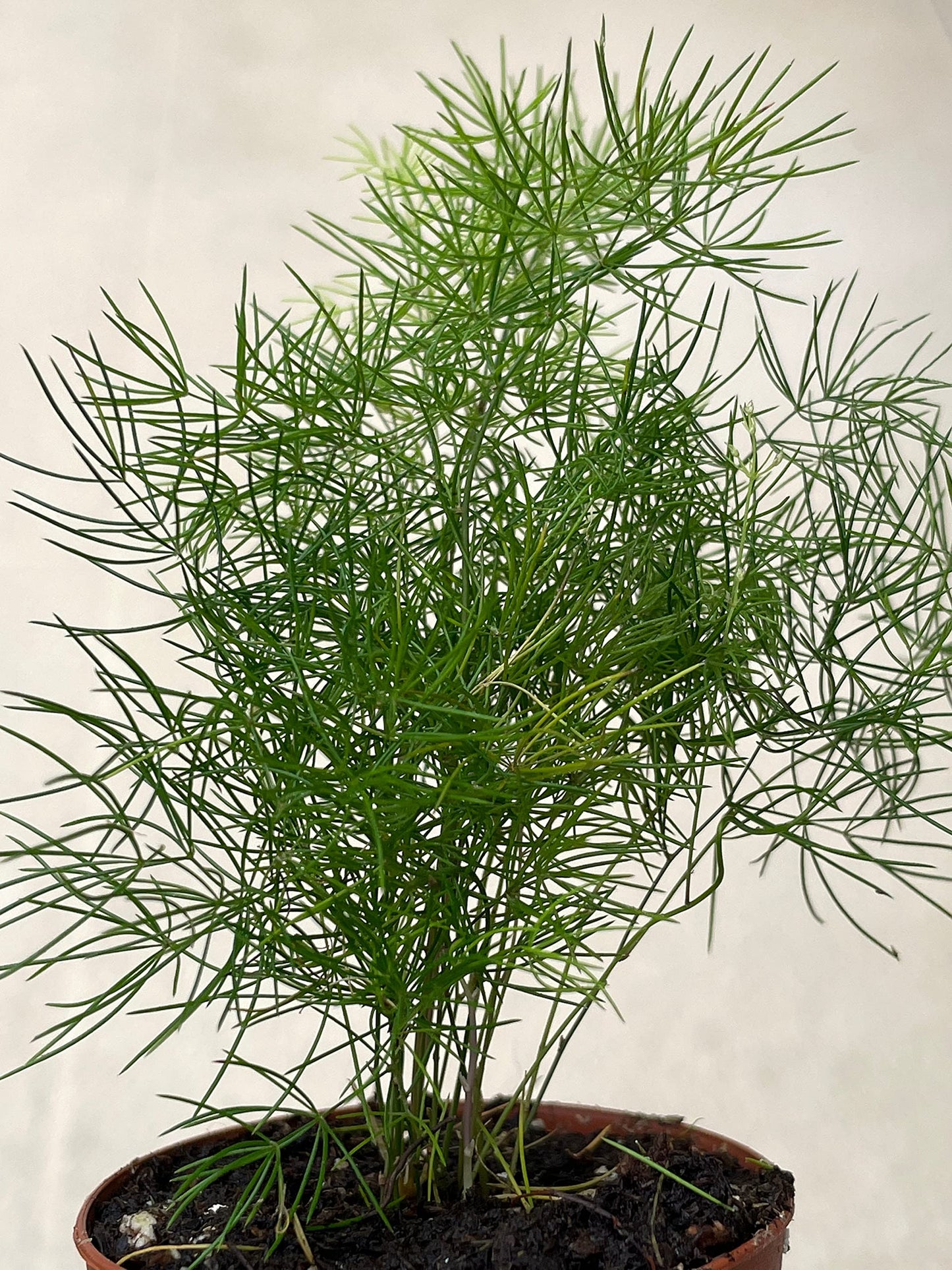 Sprenger's Asparagus Fern, Asparagus densiflorus setaceus, Limited, in a 2 inch Pot Super Cute