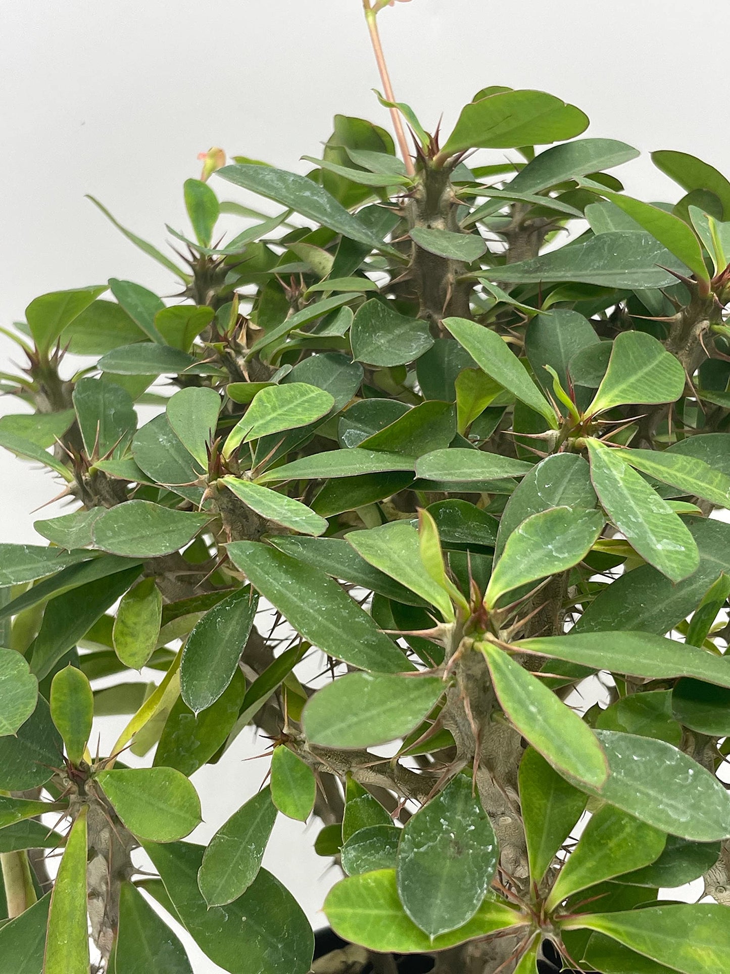 Crown of Thorns, Euphorbia milii, Madagascar Christ Thorn in a 4 inch Pot,