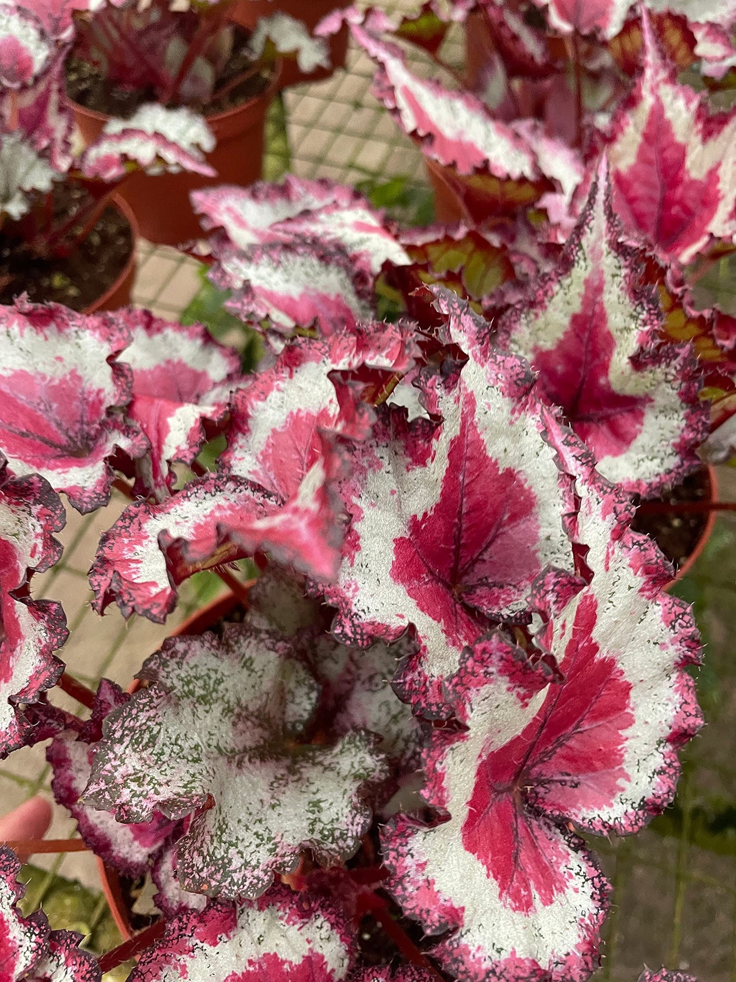 Harmony's Raspberry Beret, in a 6 inch Pot,  Begonia rex