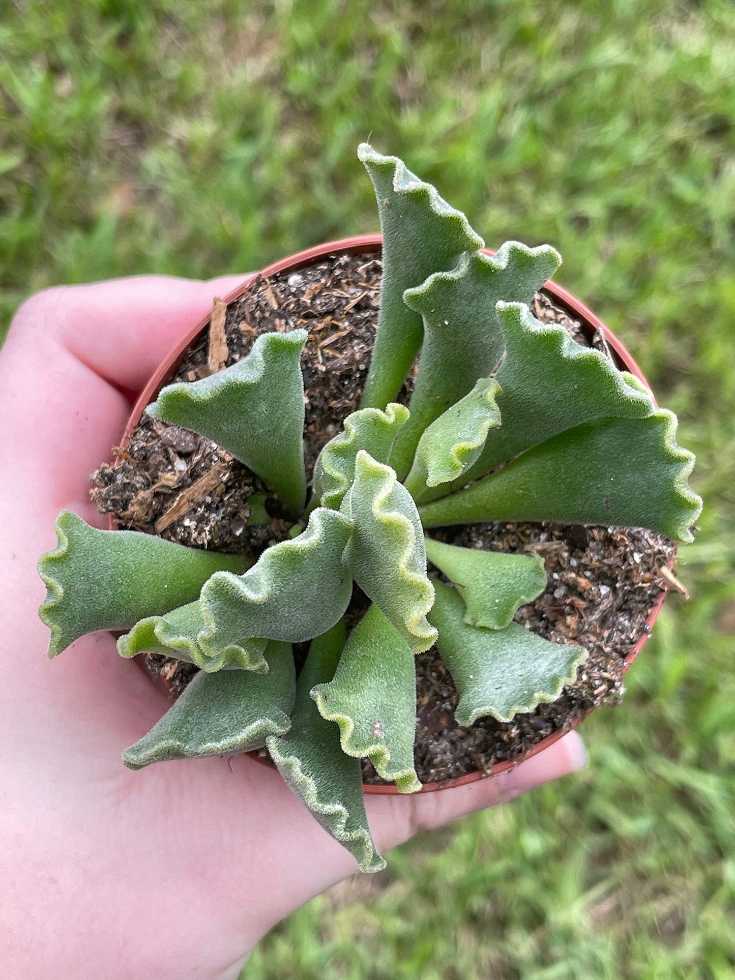 Crinkle Leaf Plant, Very Filled 3 inch Pot, Adromischus cristatus, Key Lime Pie Succulent