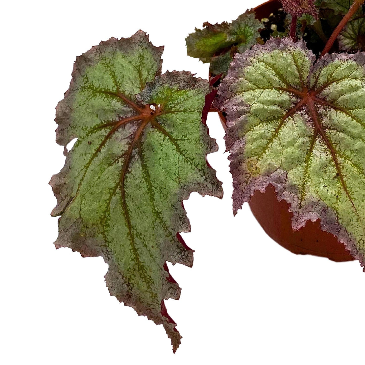 Harmony's BubbleBlooms Daenerys Begonia, Variegated Begonia Rex in 6 inch Pot