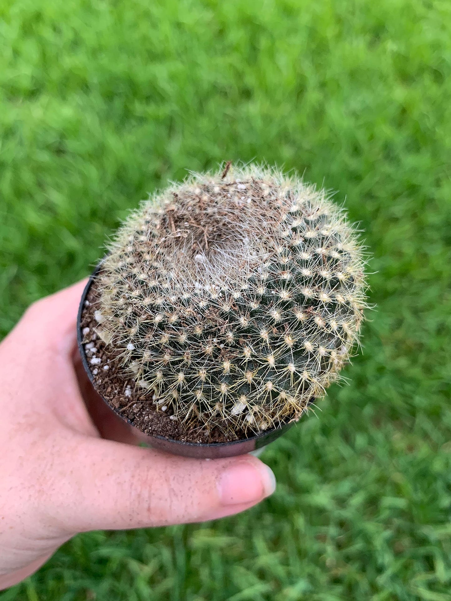 Old Lady Pincushion, Birthday Cake Cactus Neomammillaria hahniana, Mammillaria saetigera