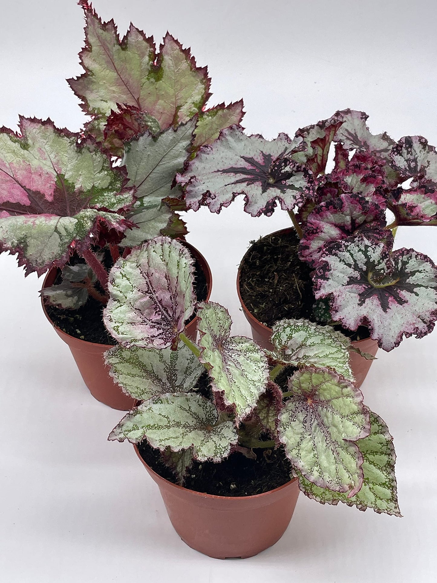 BubbleBlooms Harmony's Begonia Rex Assortment, Cold Pastel Winter, 4 inch, Set of 3, Painted-Leaf Begonia, Unique Homegrown Exclusive, Variegated