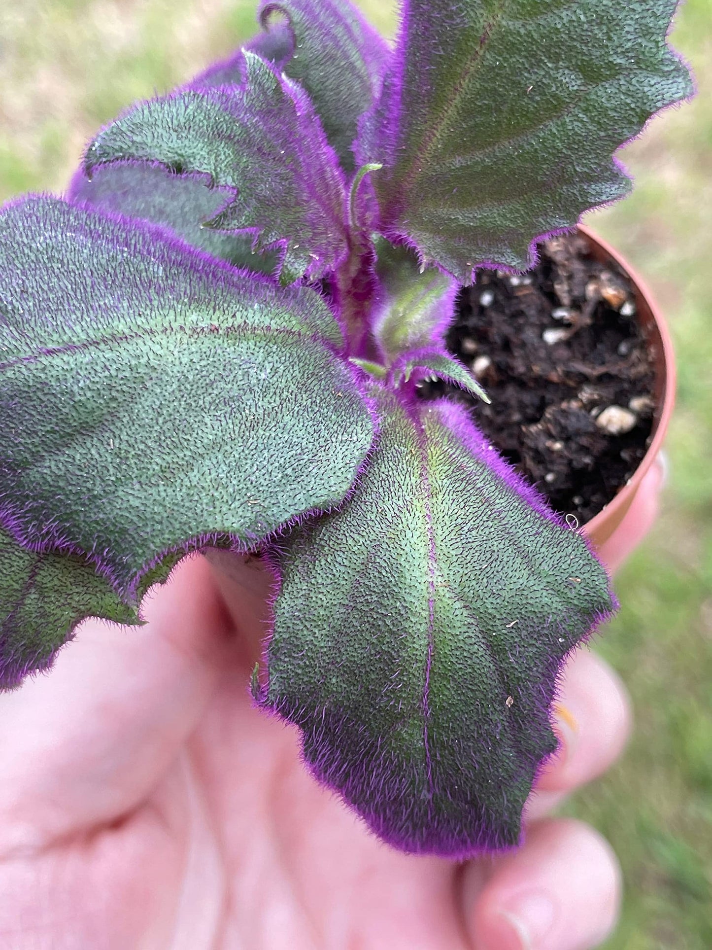 Velvetplant, Gynura aurantiaca, Purple Velvet Plant, Limited, in a 2 inch Pot Super Cute