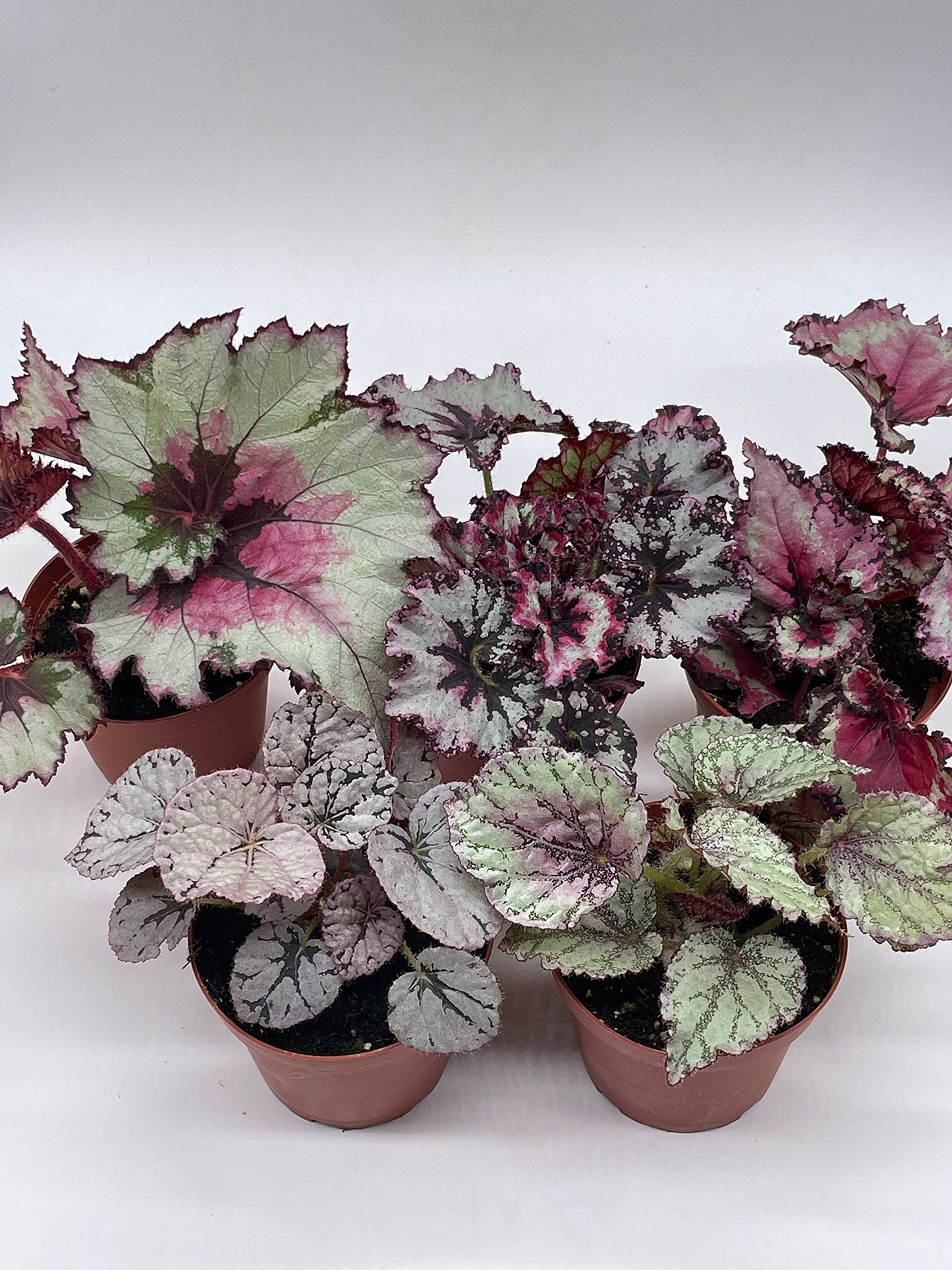 BubbleBlooms Harmony's Begonia Rex Assortment, Cold Pastel Winter, 4 inch, Set of 5, Painted-Leaf Begonia, Unique Homegrown Exclusive, Variegated