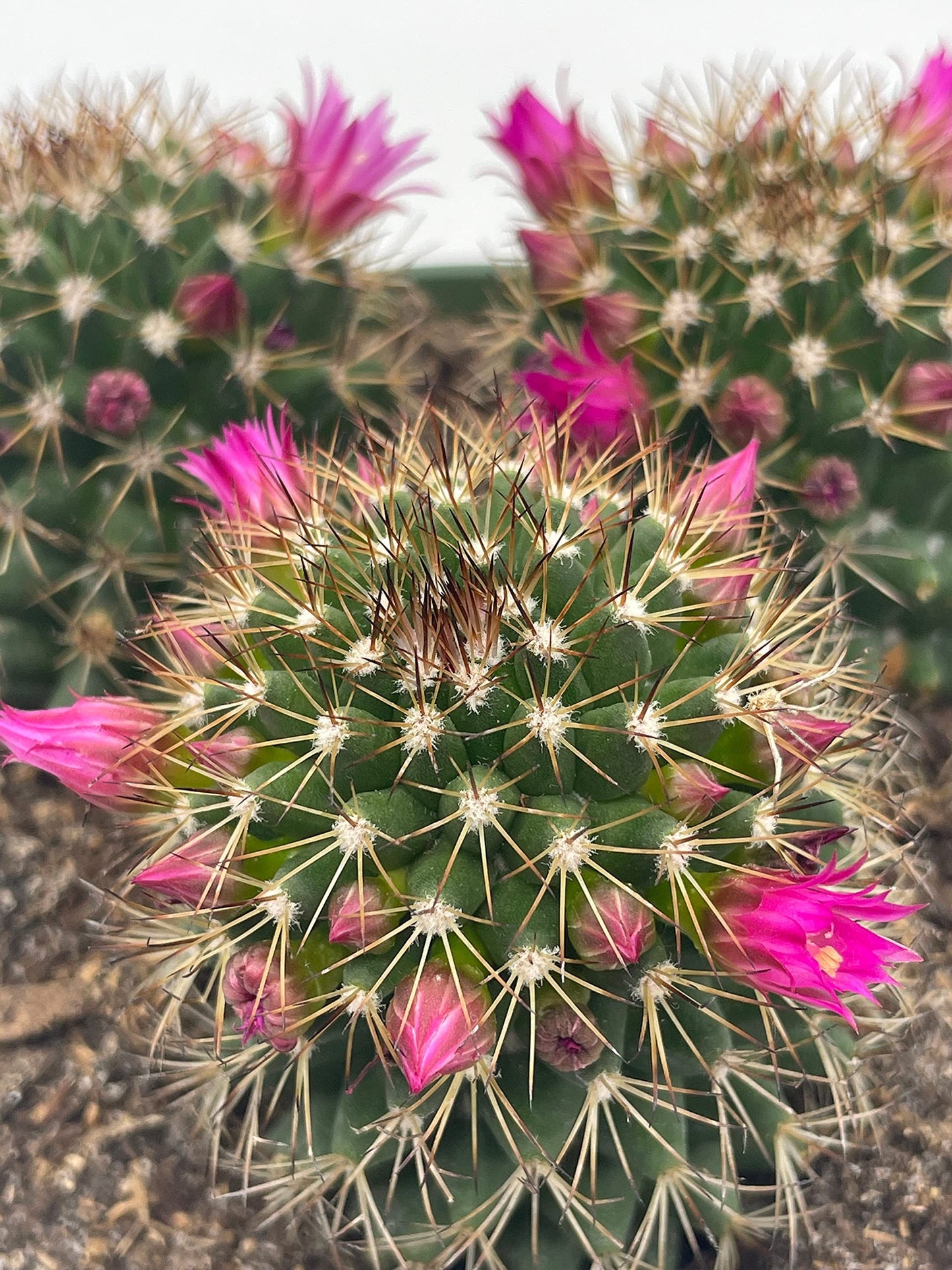 Old Lady Cactus, 6 inch, Mammillaria hahniana, Crown of Flowers