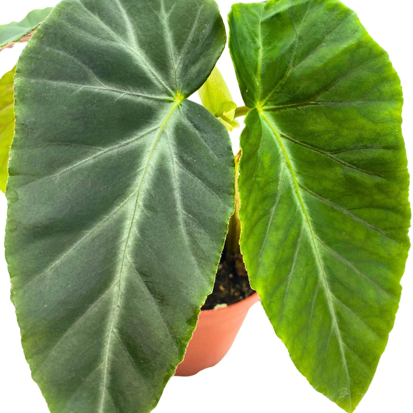 Harmony Foliage Angularis Angel Wing Cane Begonia 4 inch