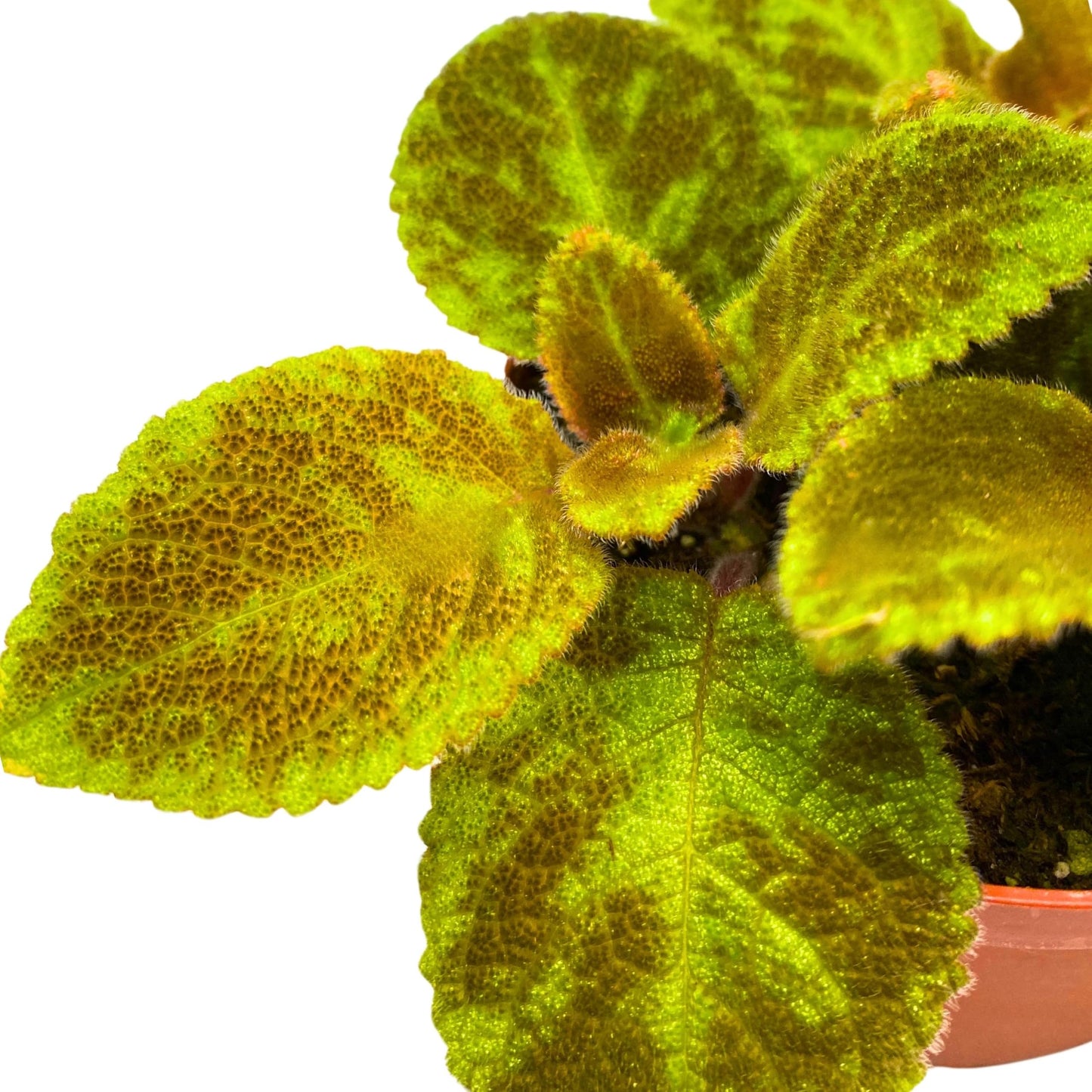 Harmony Foliage Episcia Green Emerald Velvet Flame Violet 4 inch