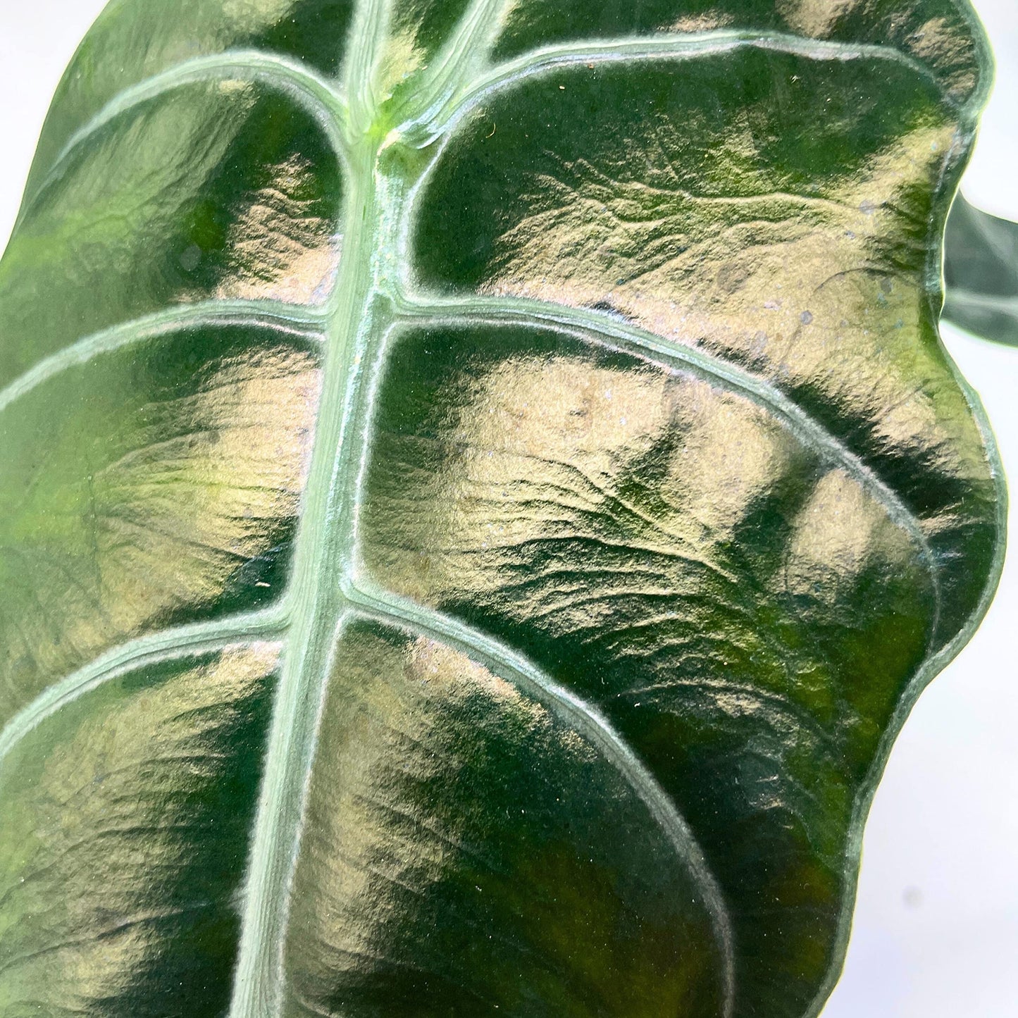 Alocasia Chantrieri, 4 inch Hybrid of Cuprea X Sanderiana